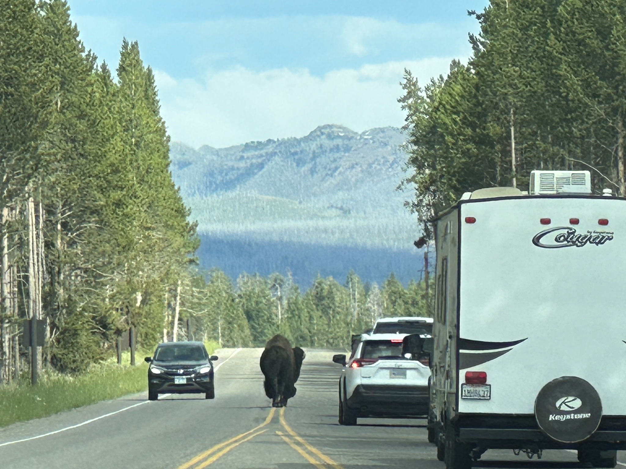 Bison strolling down the center of the road