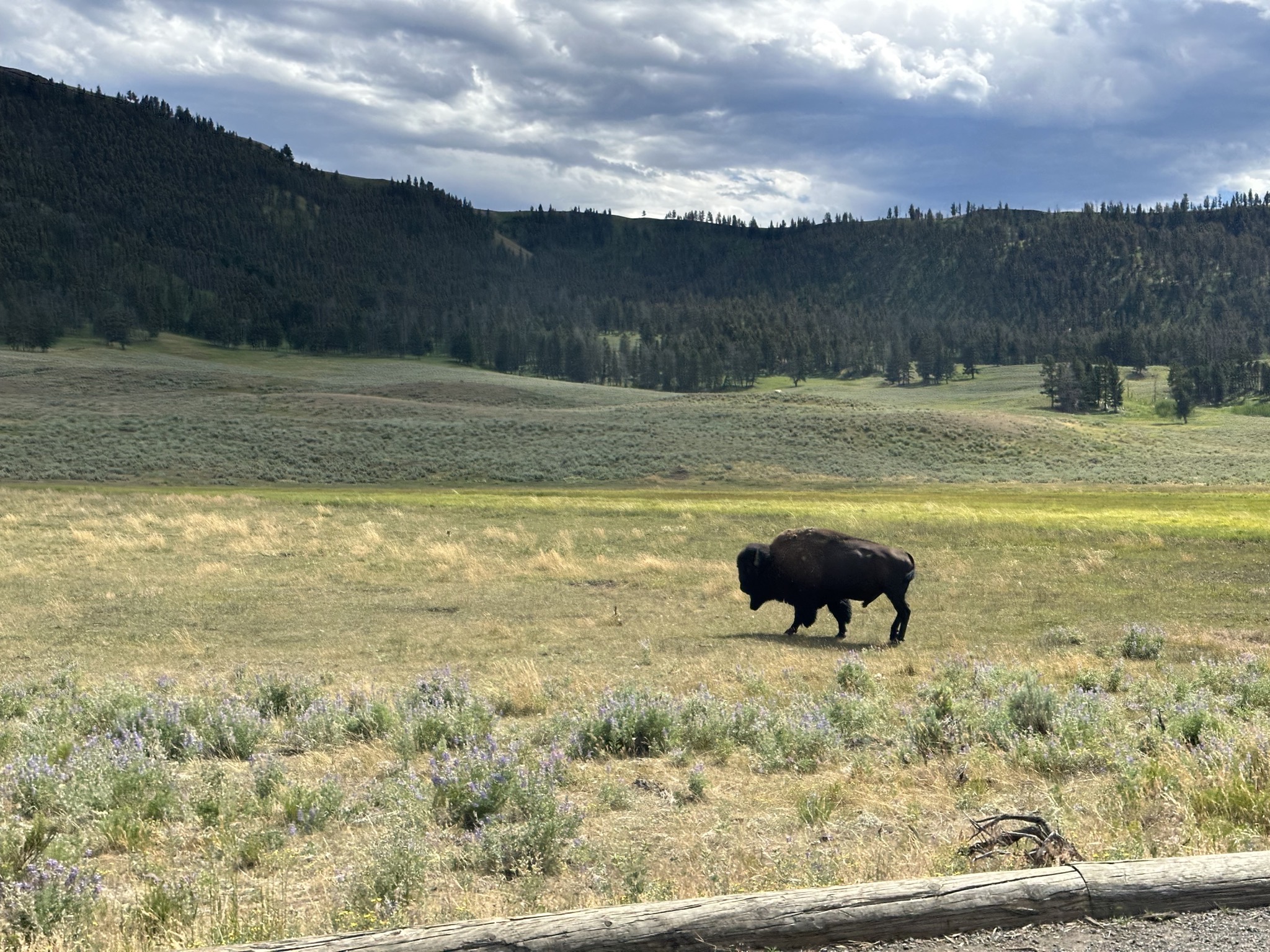 Bison in Lamar Valley