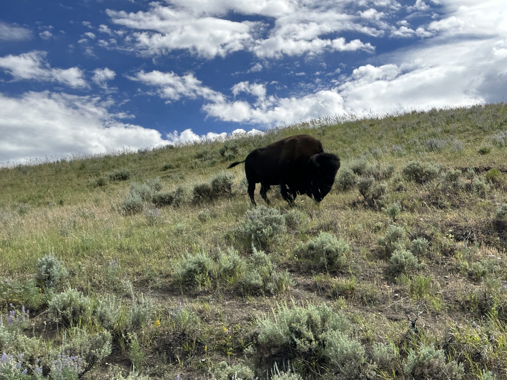 Bison in Lamar Valley
