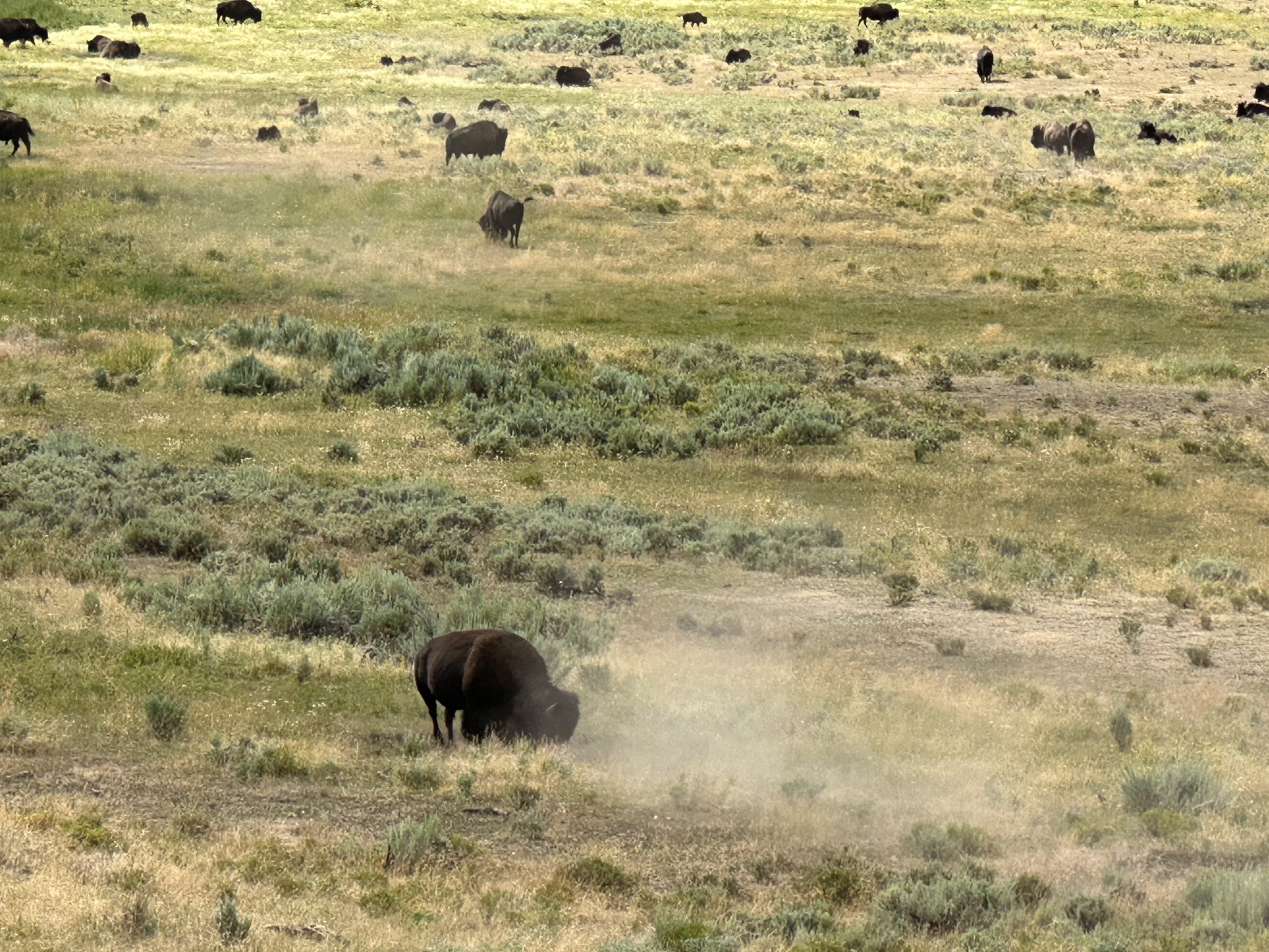 Bison in Lamar Valley
