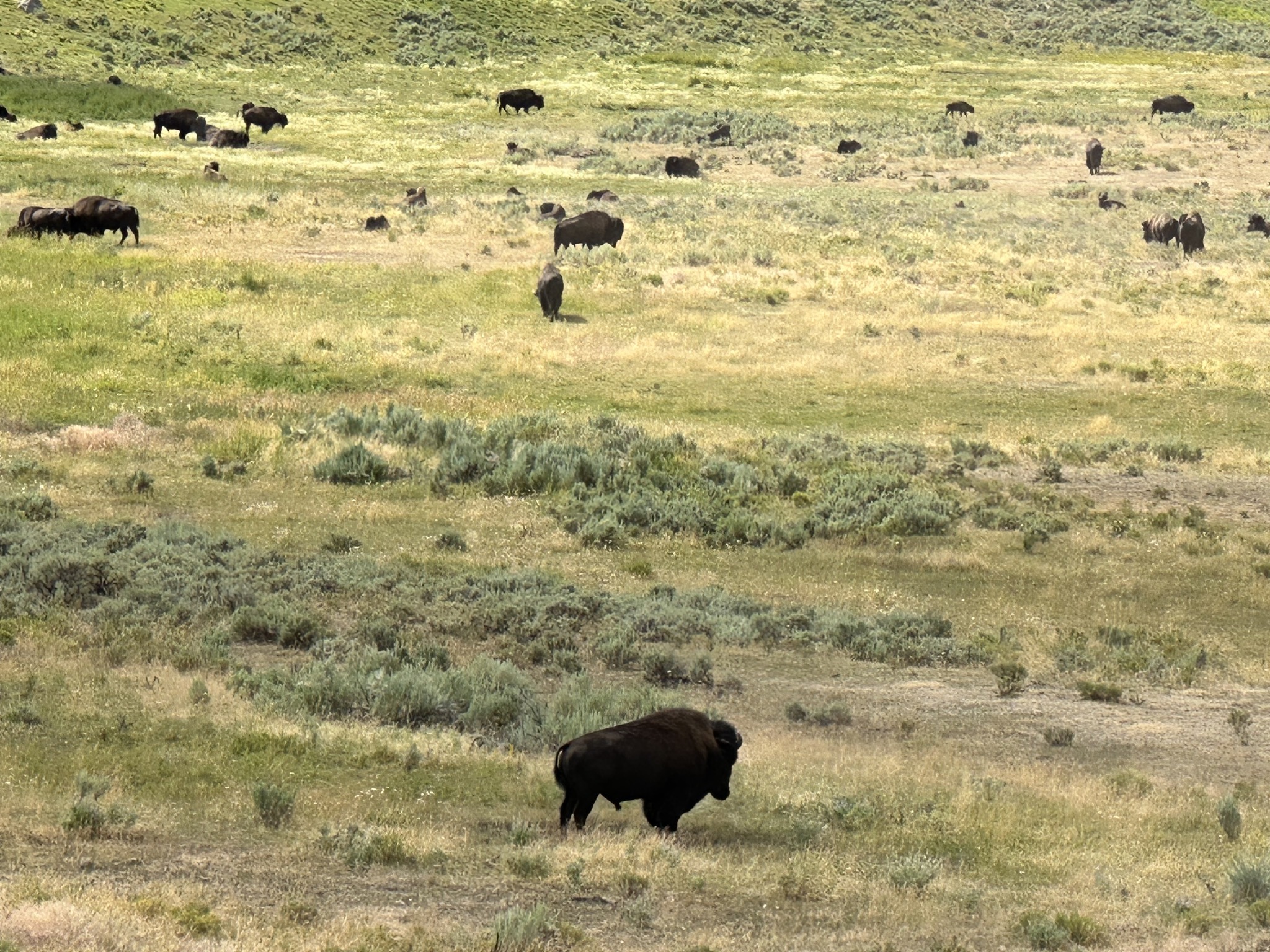 Bison in Lamar Valley