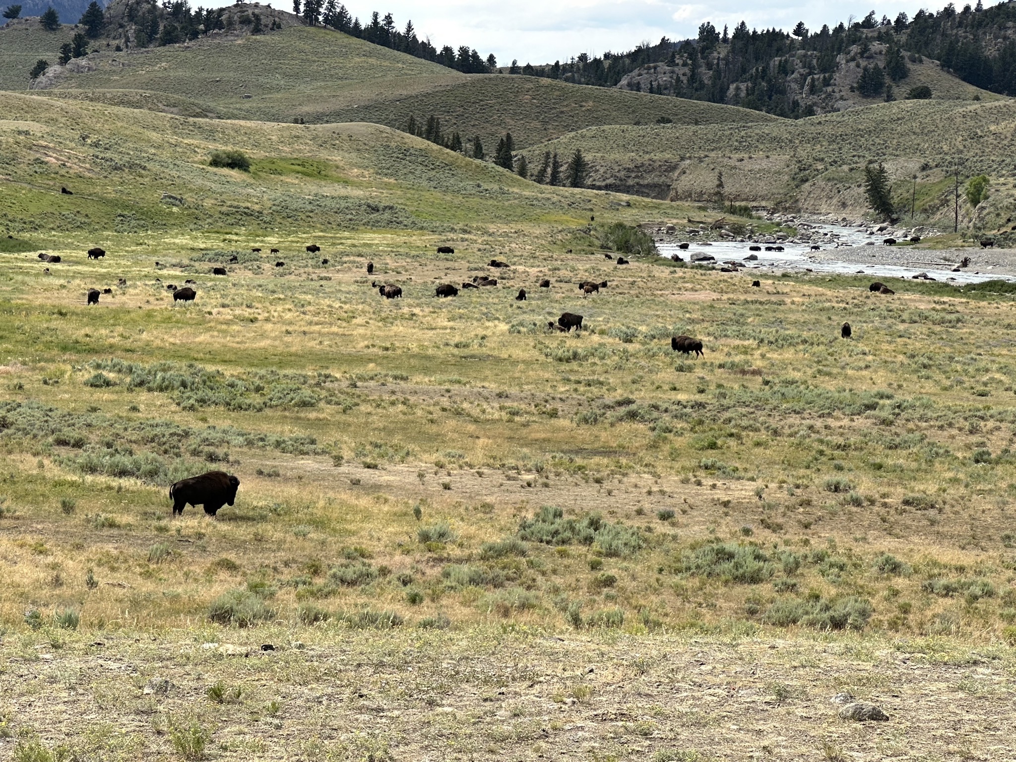Bison in Lamar Valley