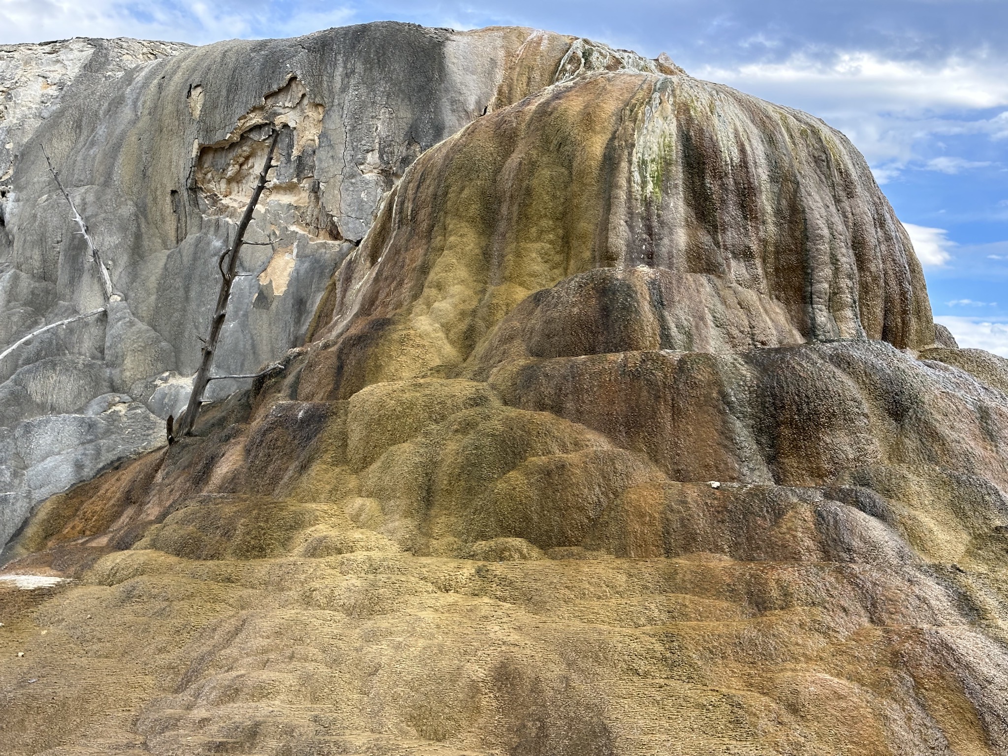 Mammoth