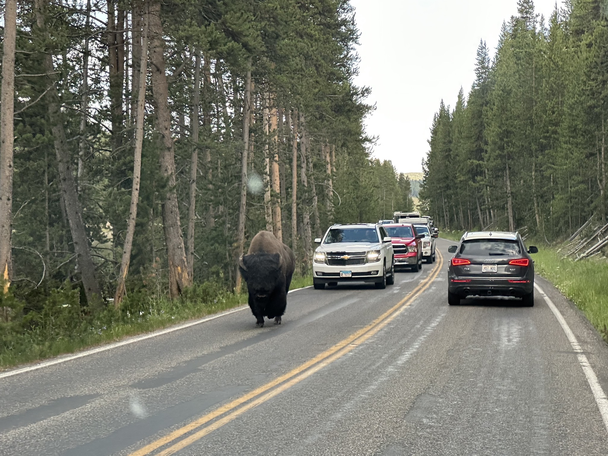 Bison on the road