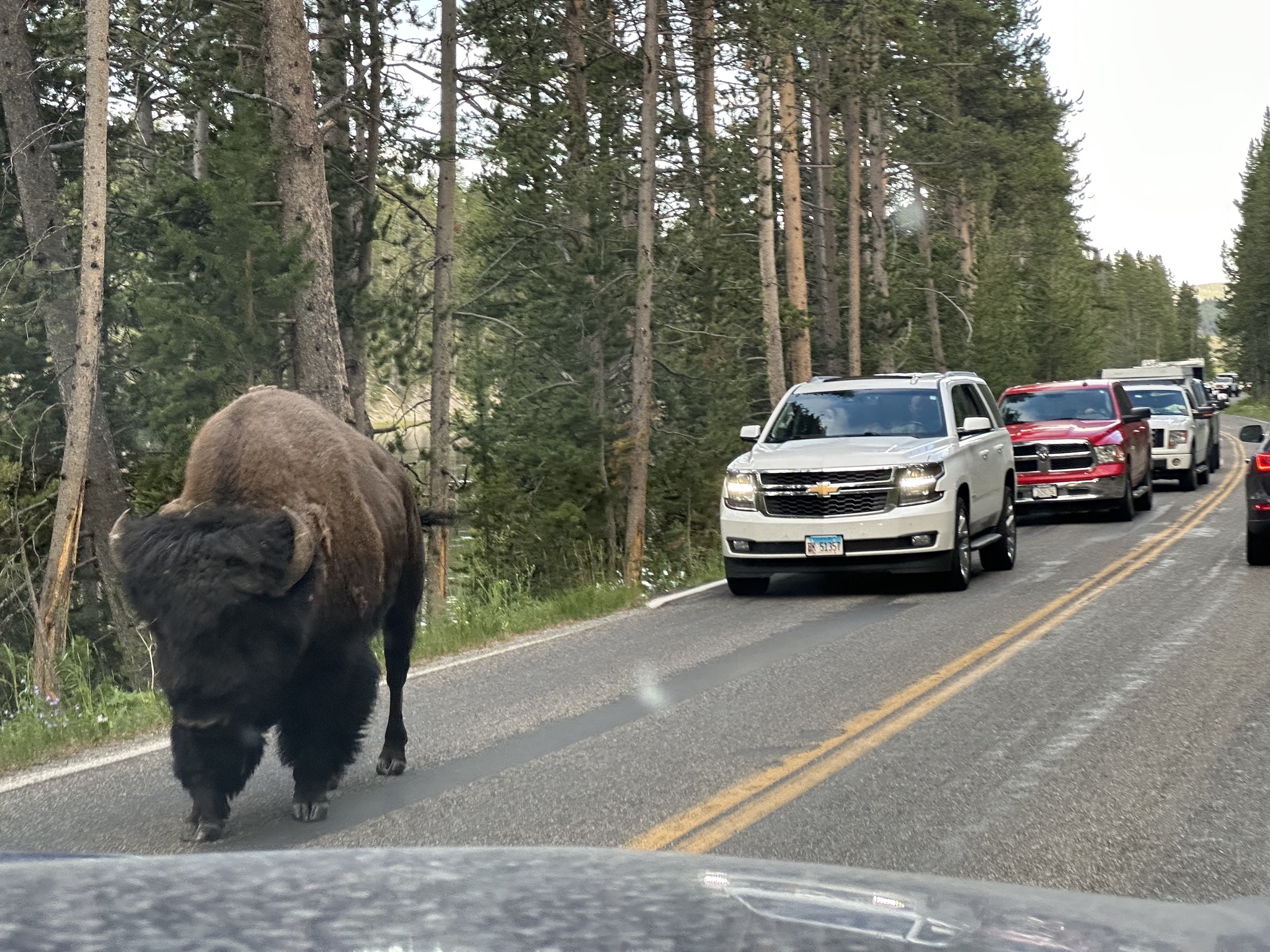 Bison on the road