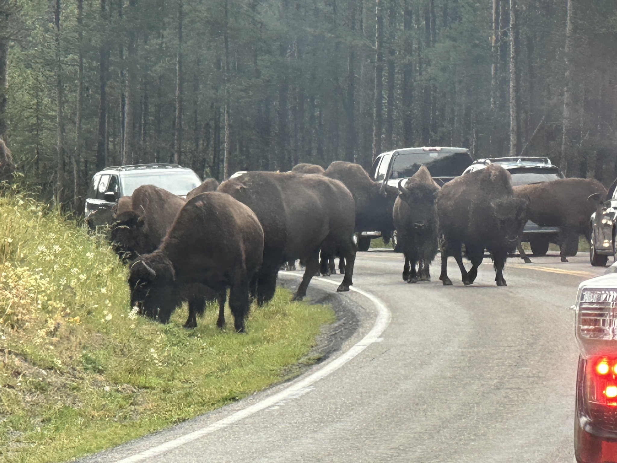 Bison on the road