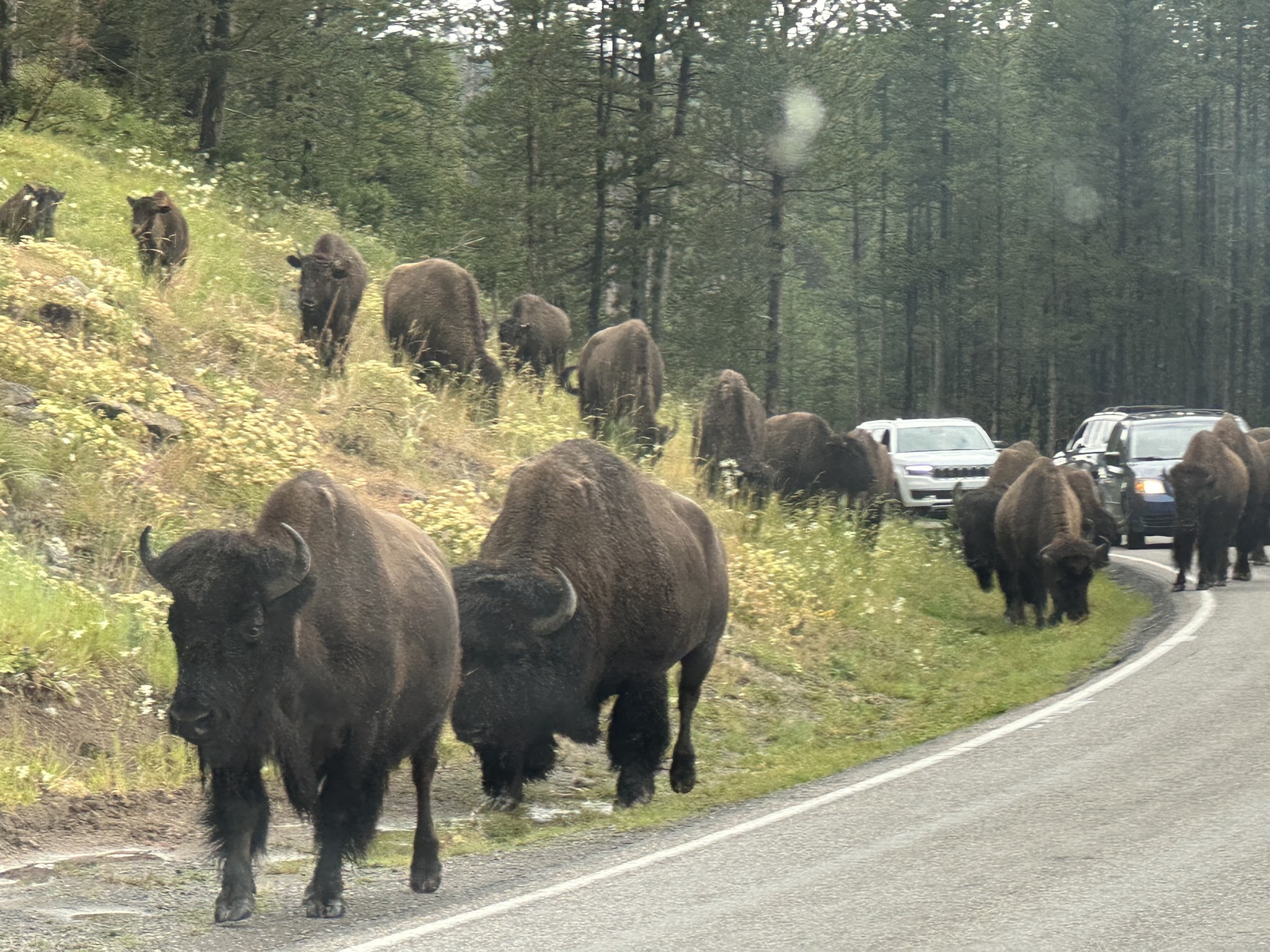 Bison on the road
