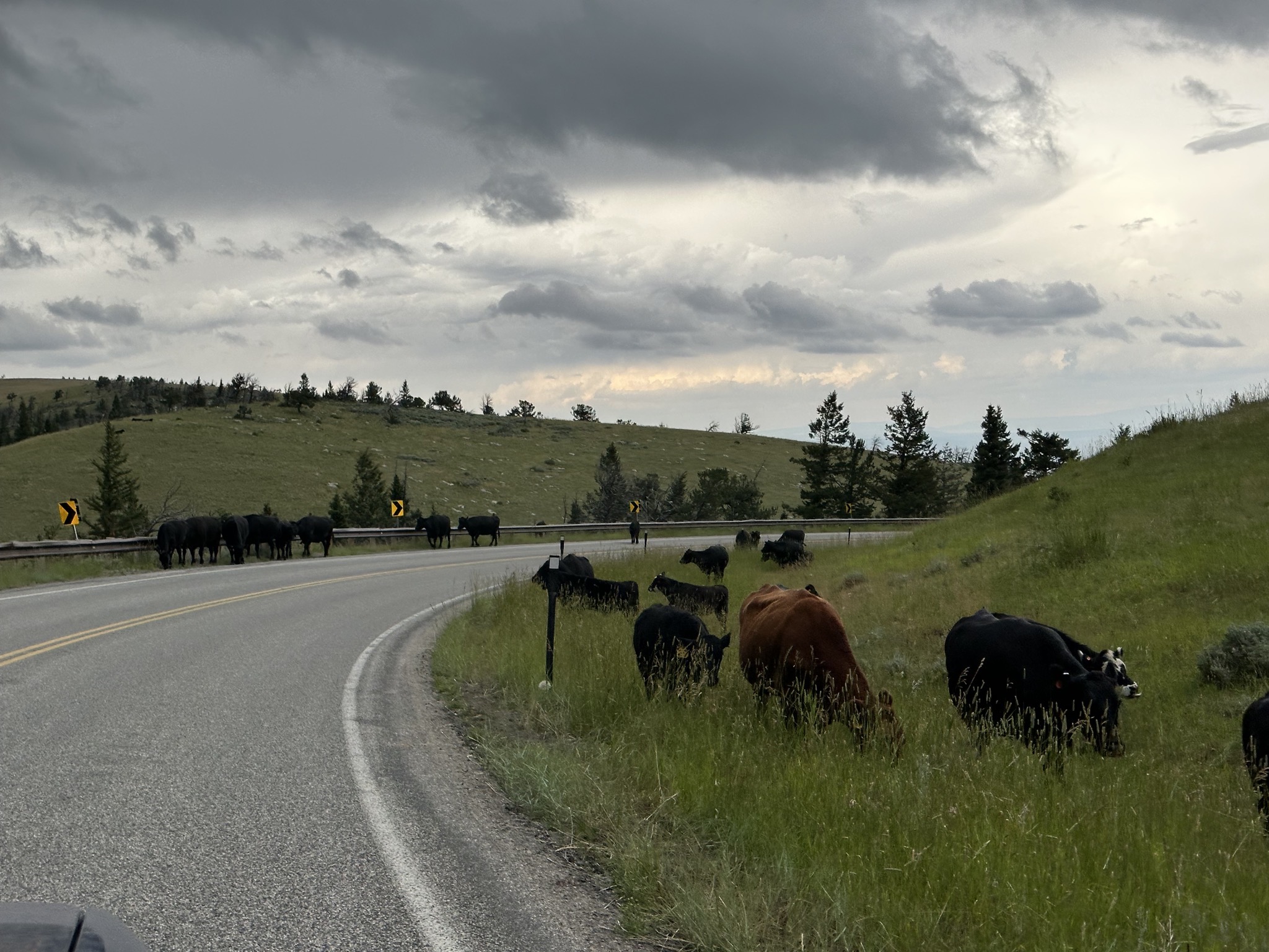 Cows