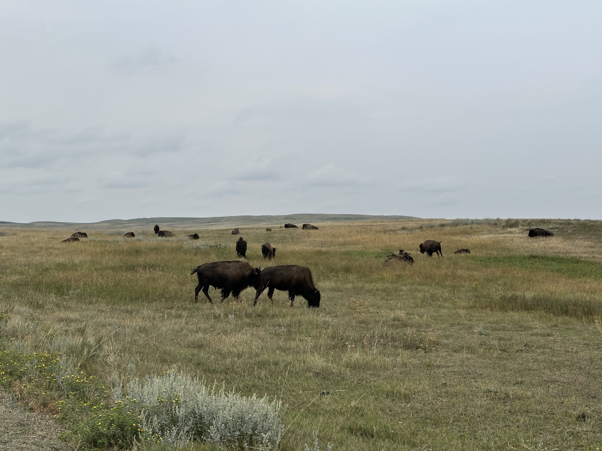 Bison