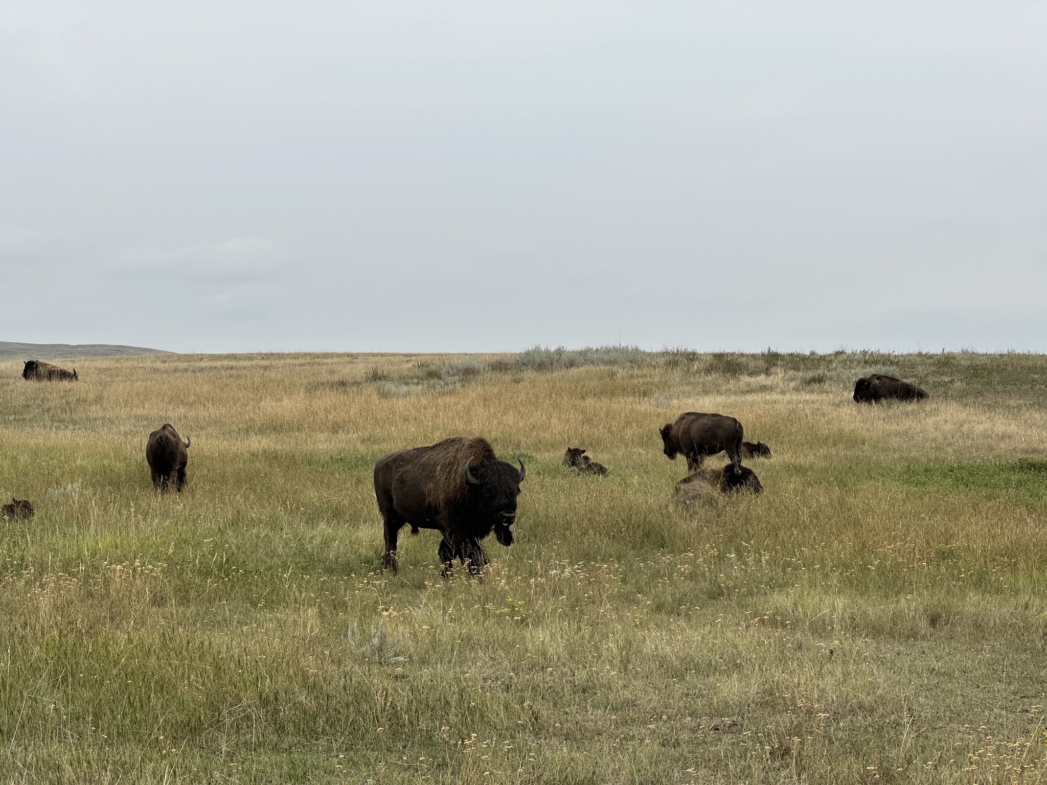 Bison