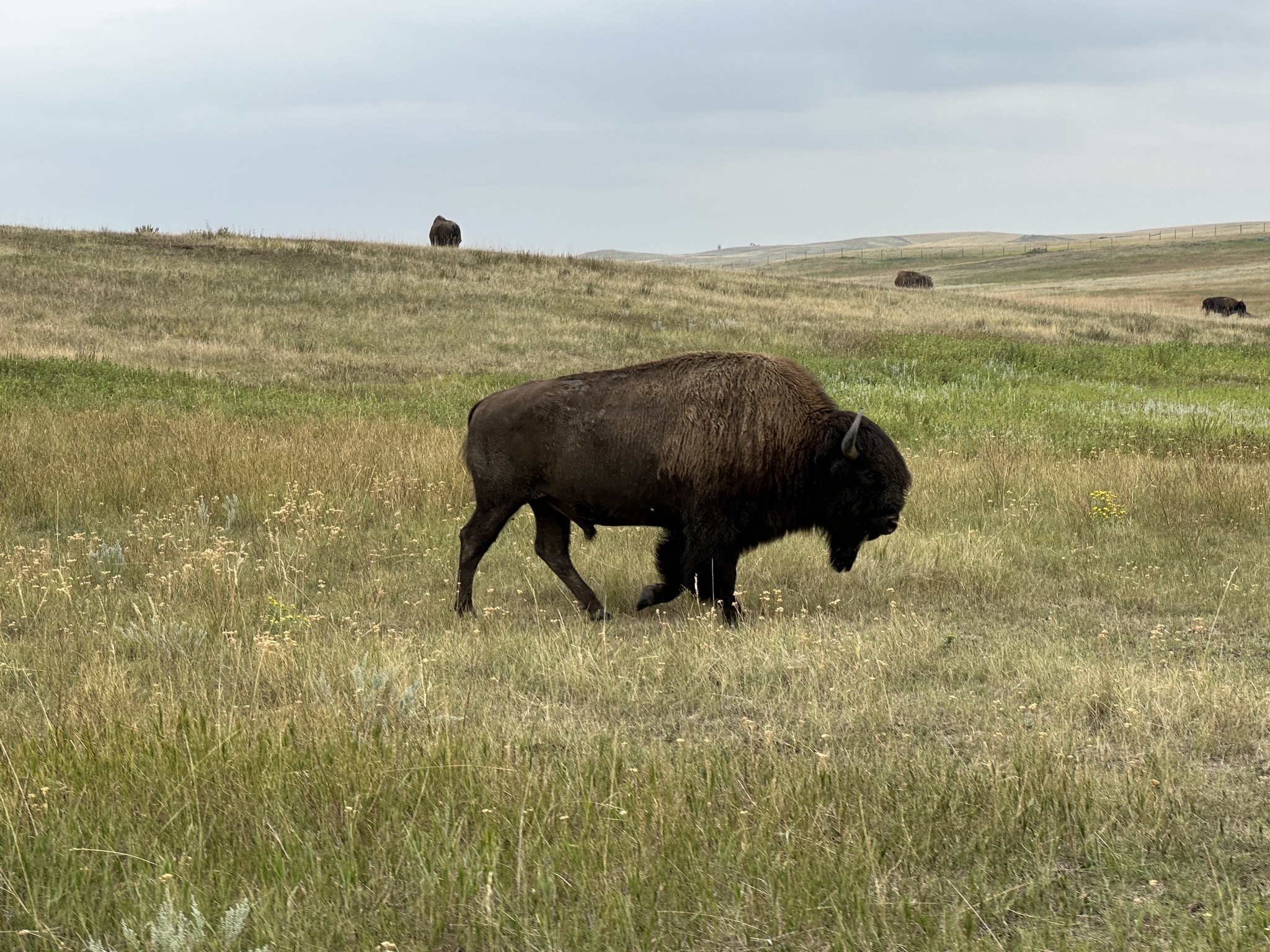 Bison