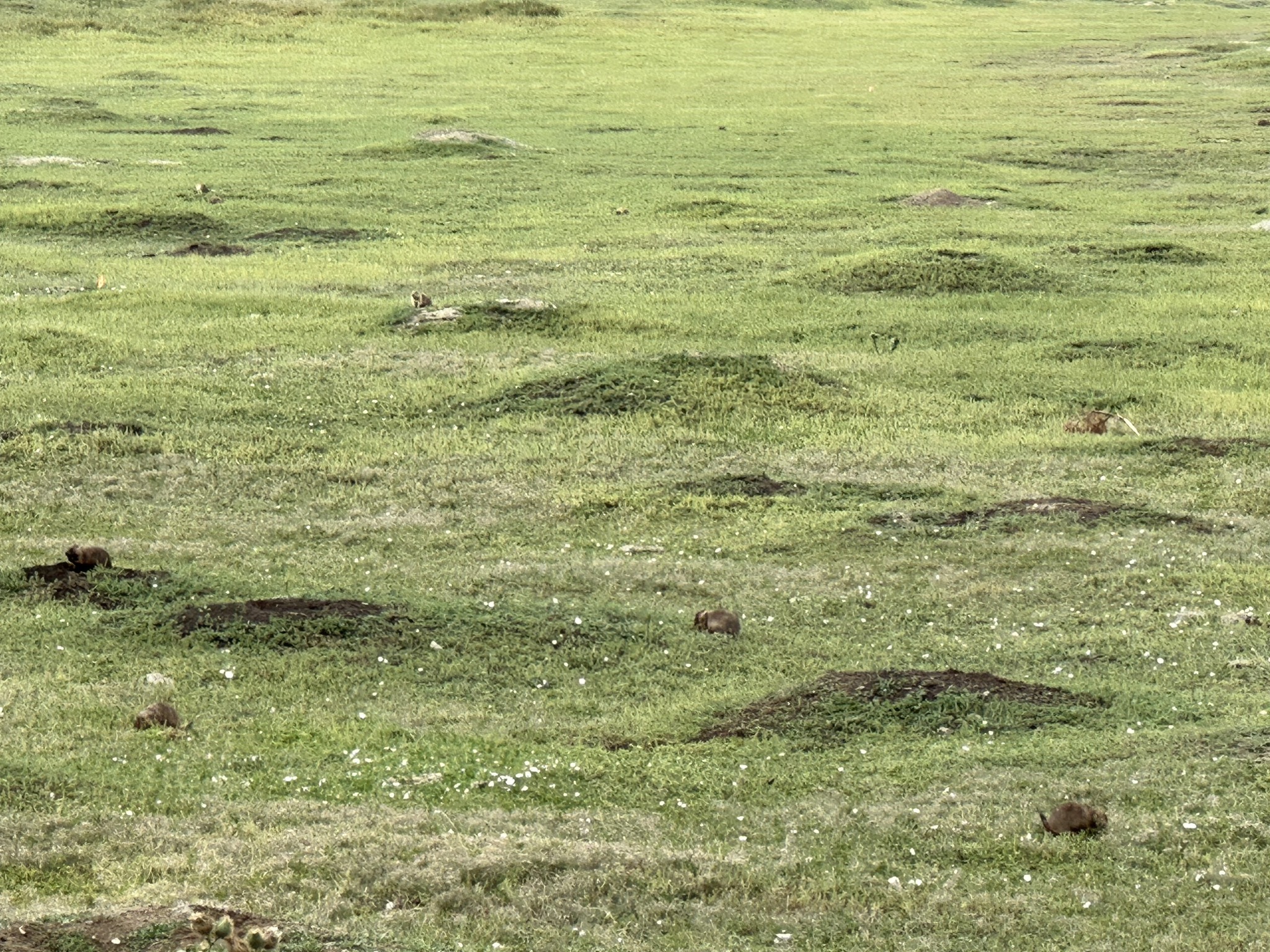 Prairie dog town
