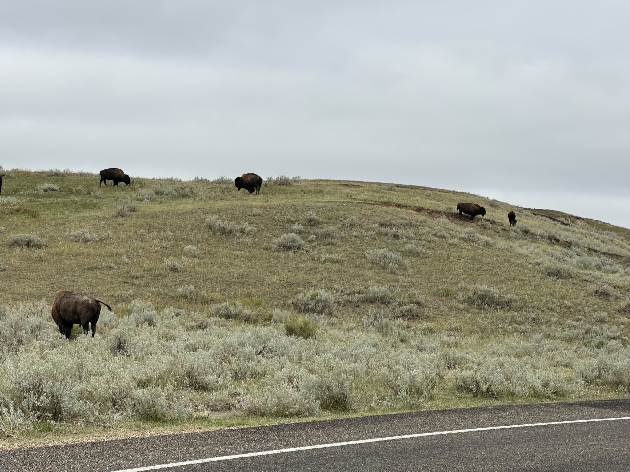Bison