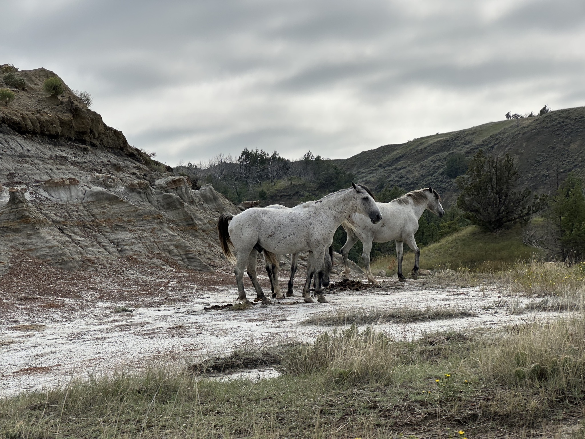 Wild horses