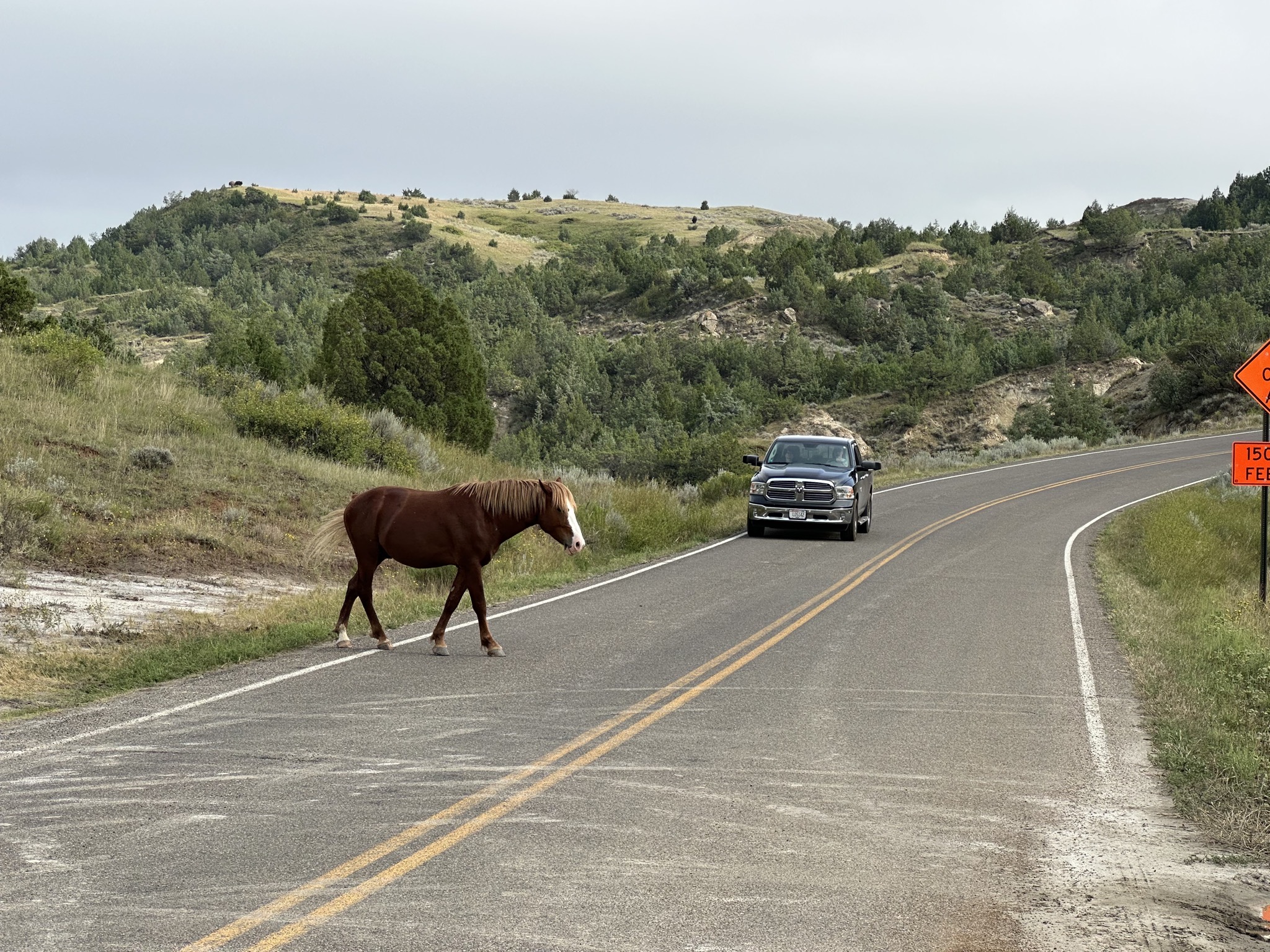 Wild horses