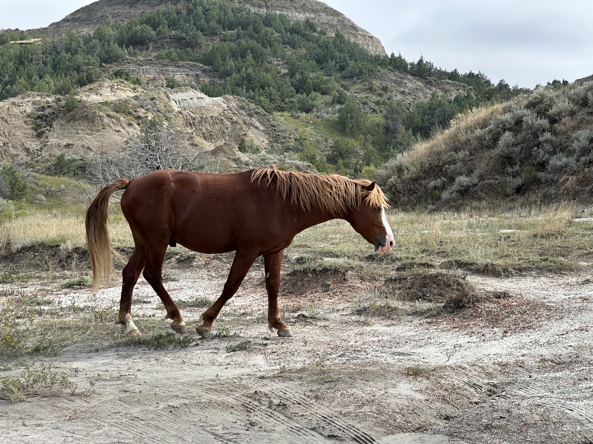 Wild horses