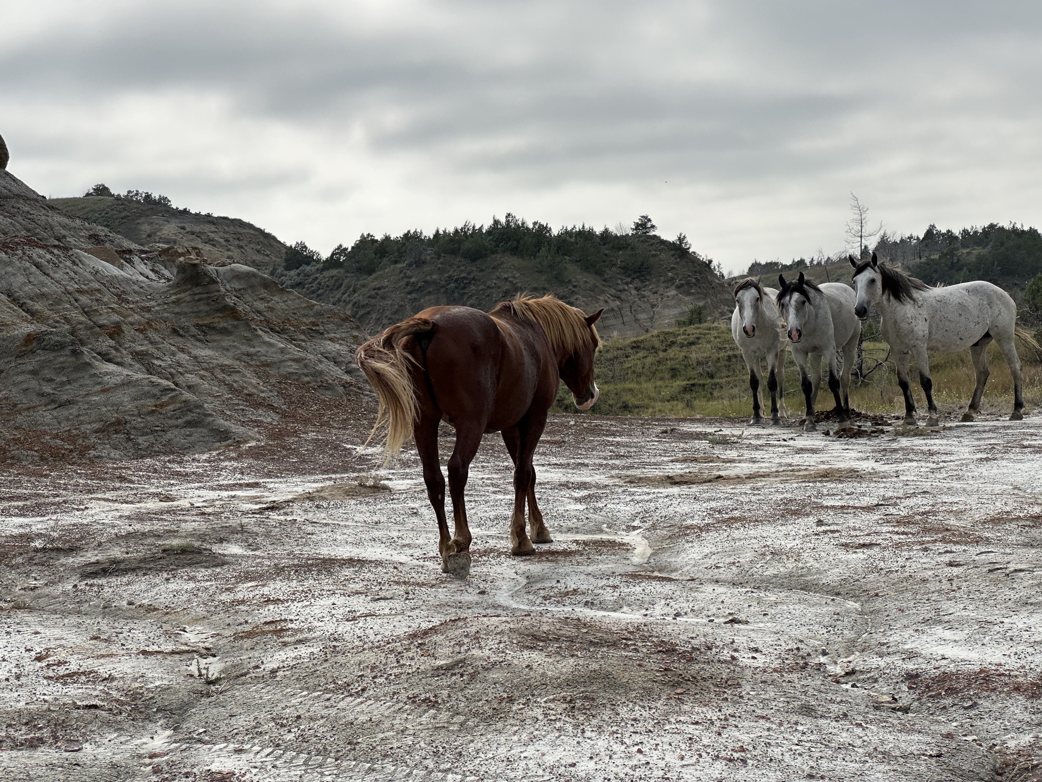 Wild horses