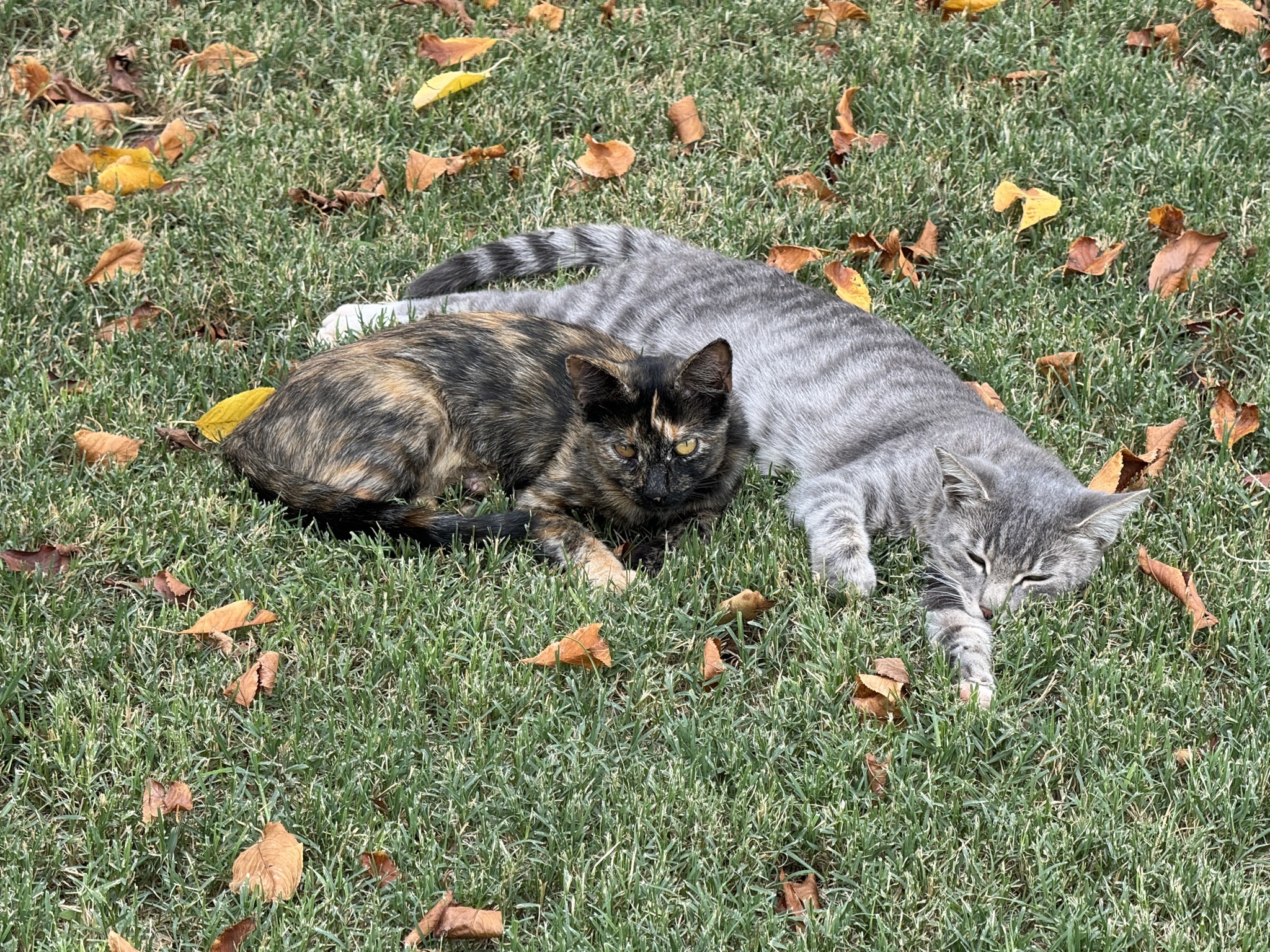 Cats