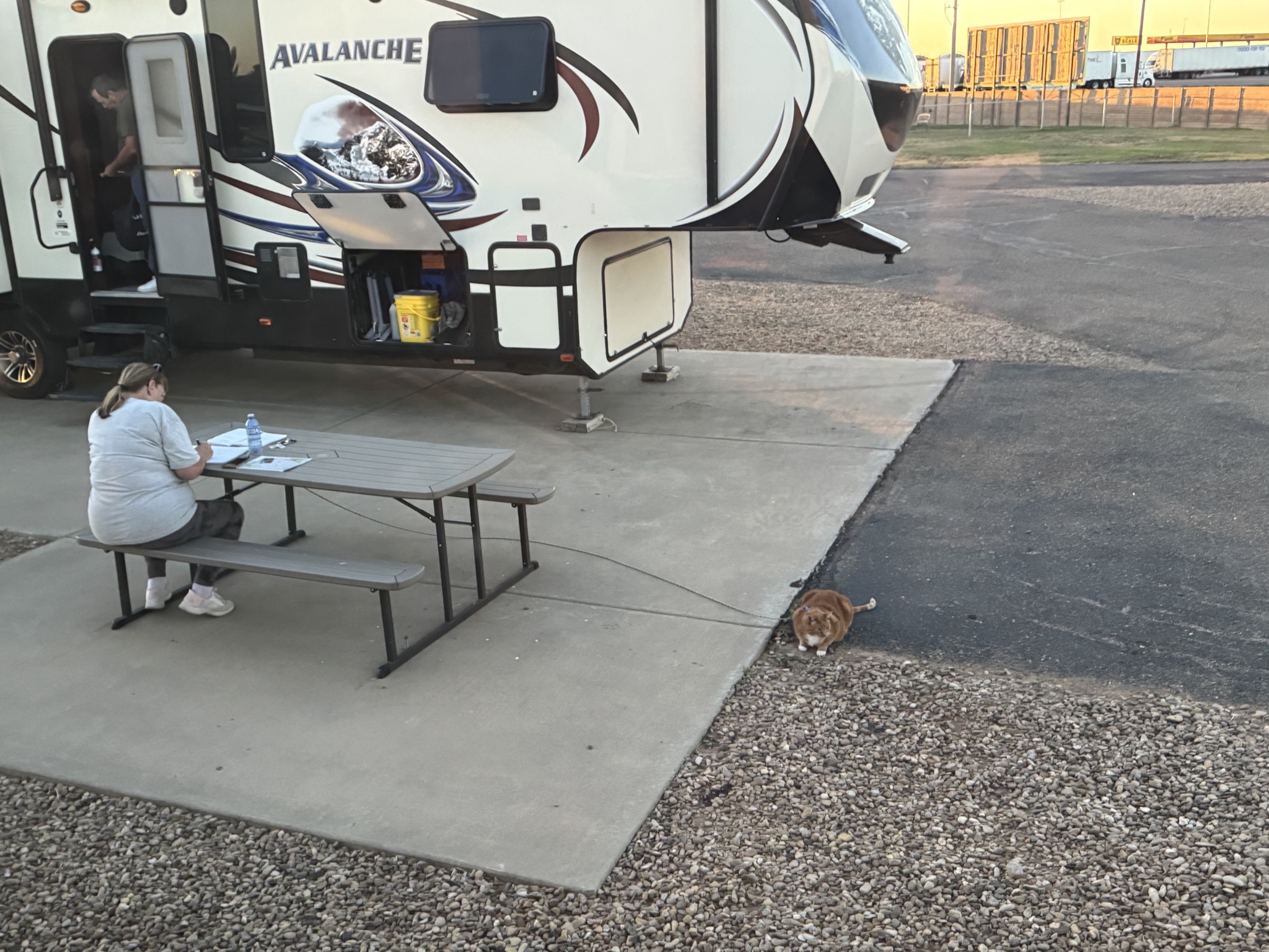 Outdoor cat