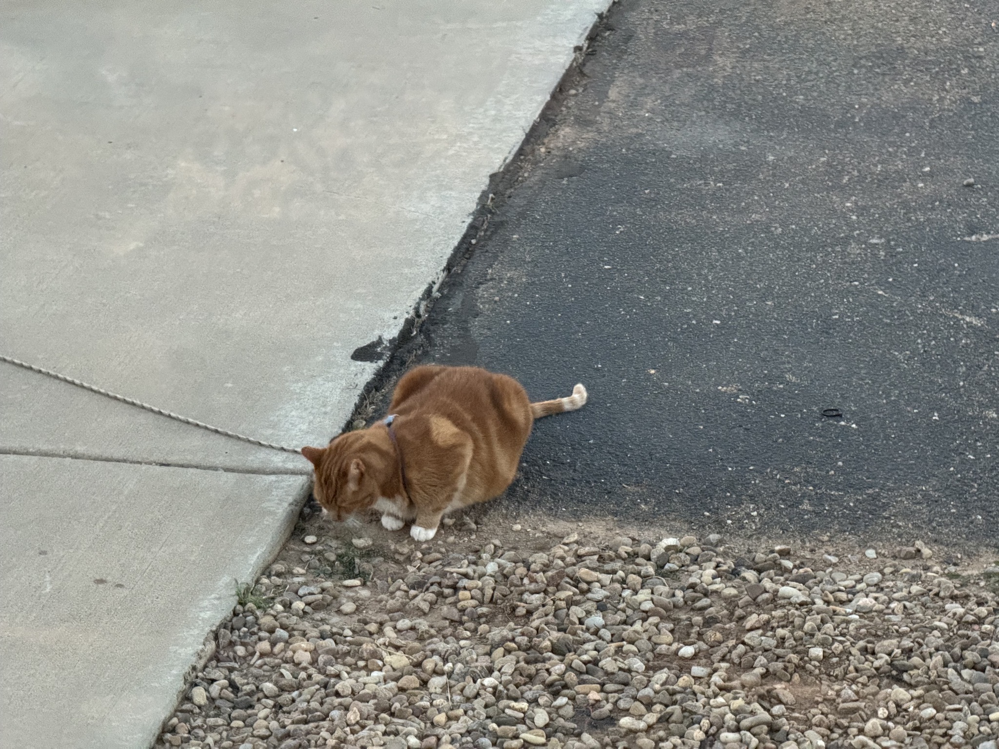 Outdoor cat