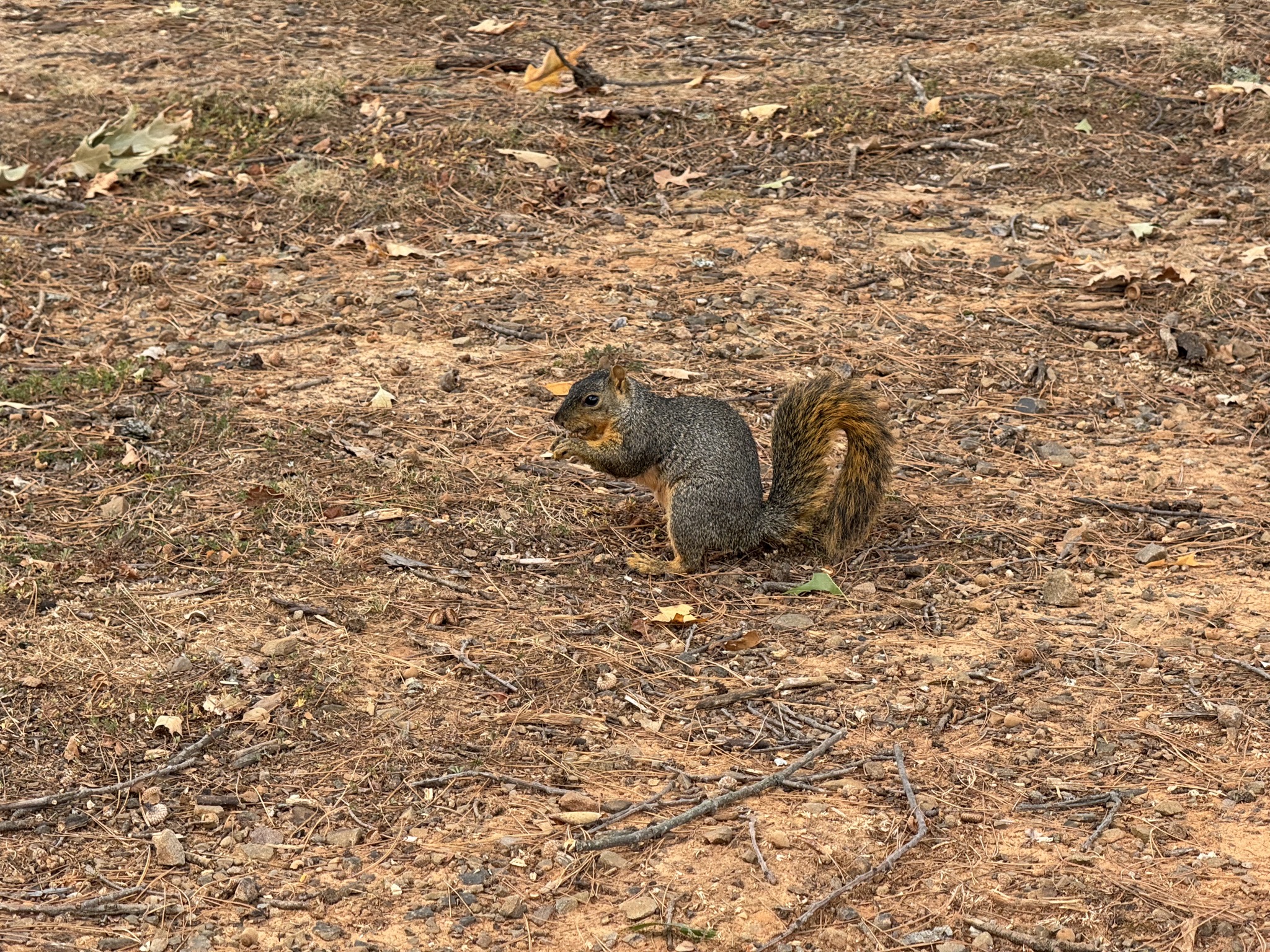Squirrel