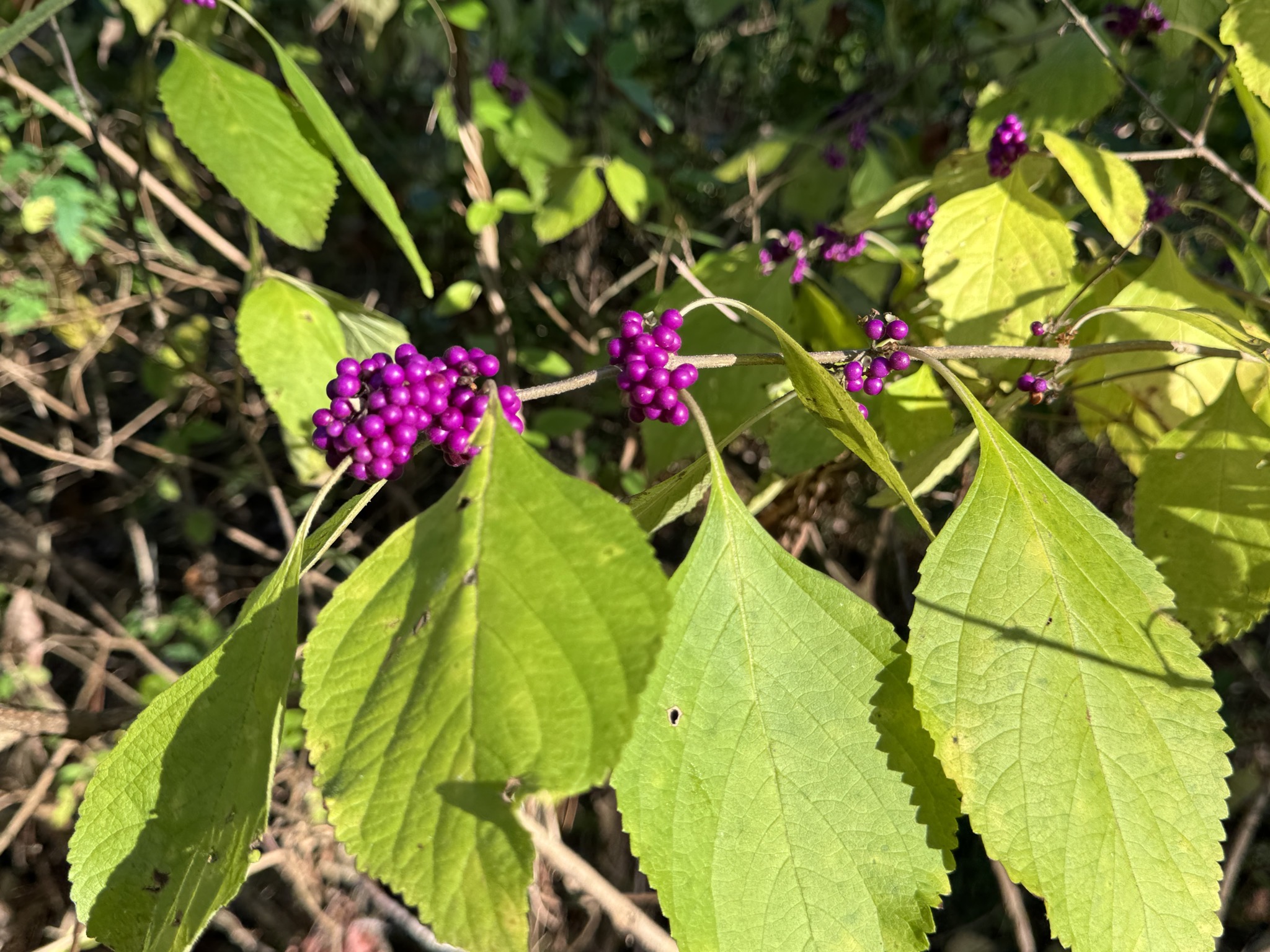 Meadowbrook trail