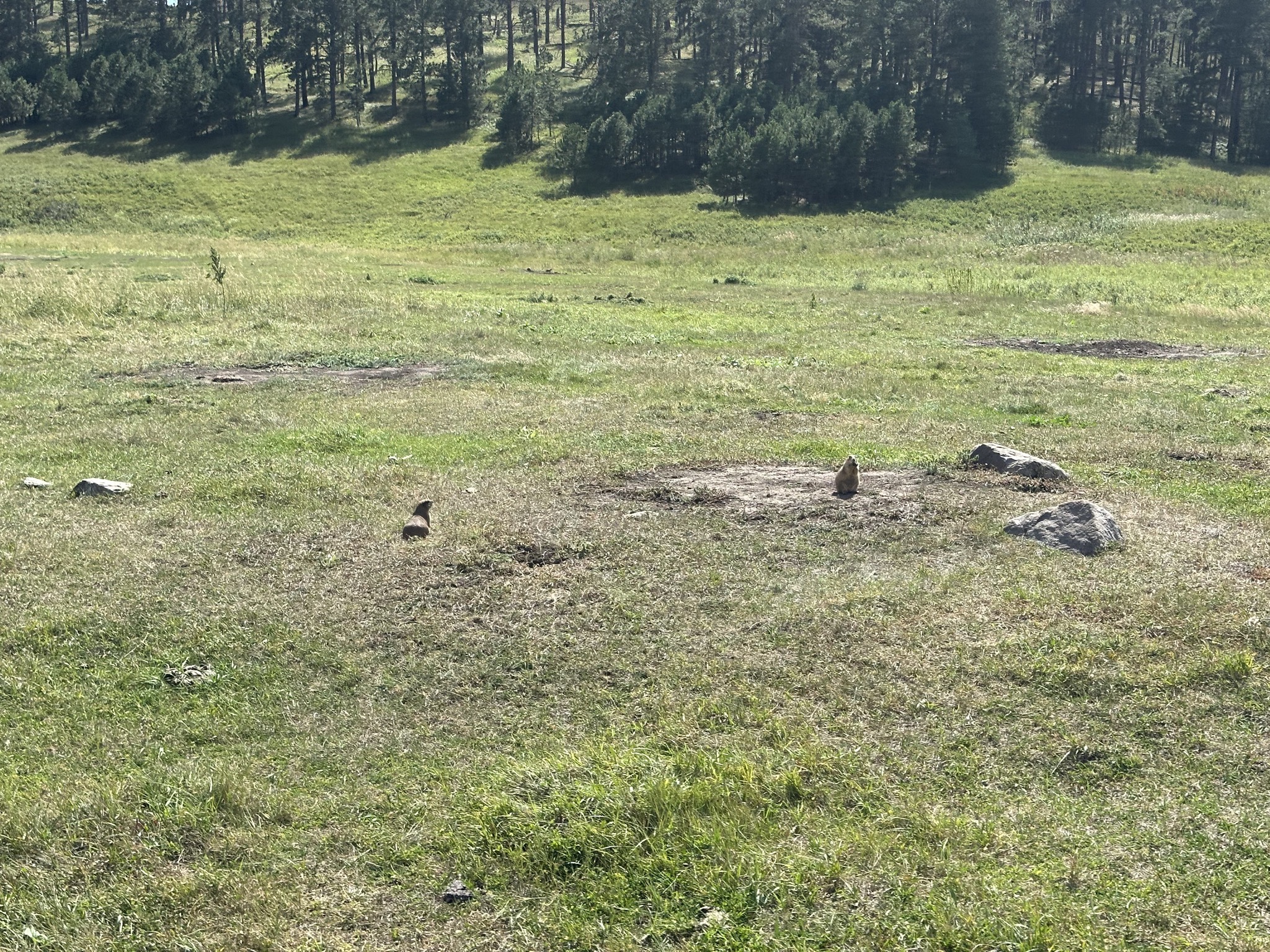 Custer State Park