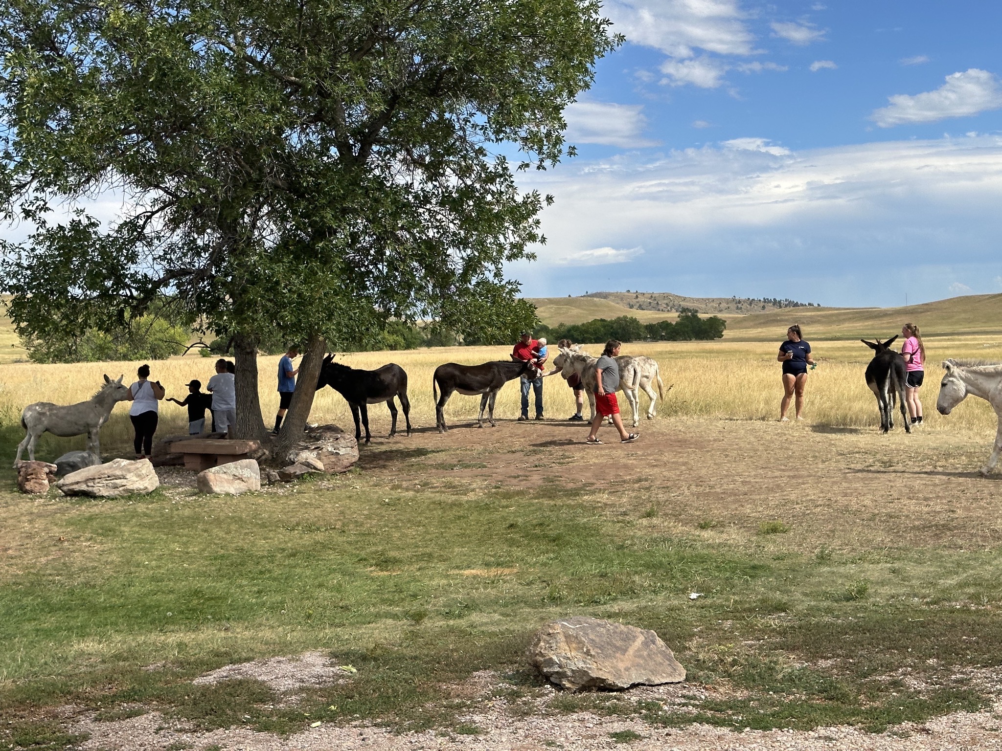 Custer State Park