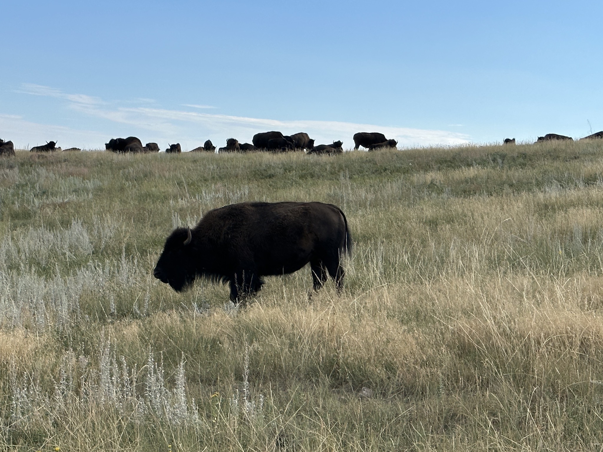 Bison