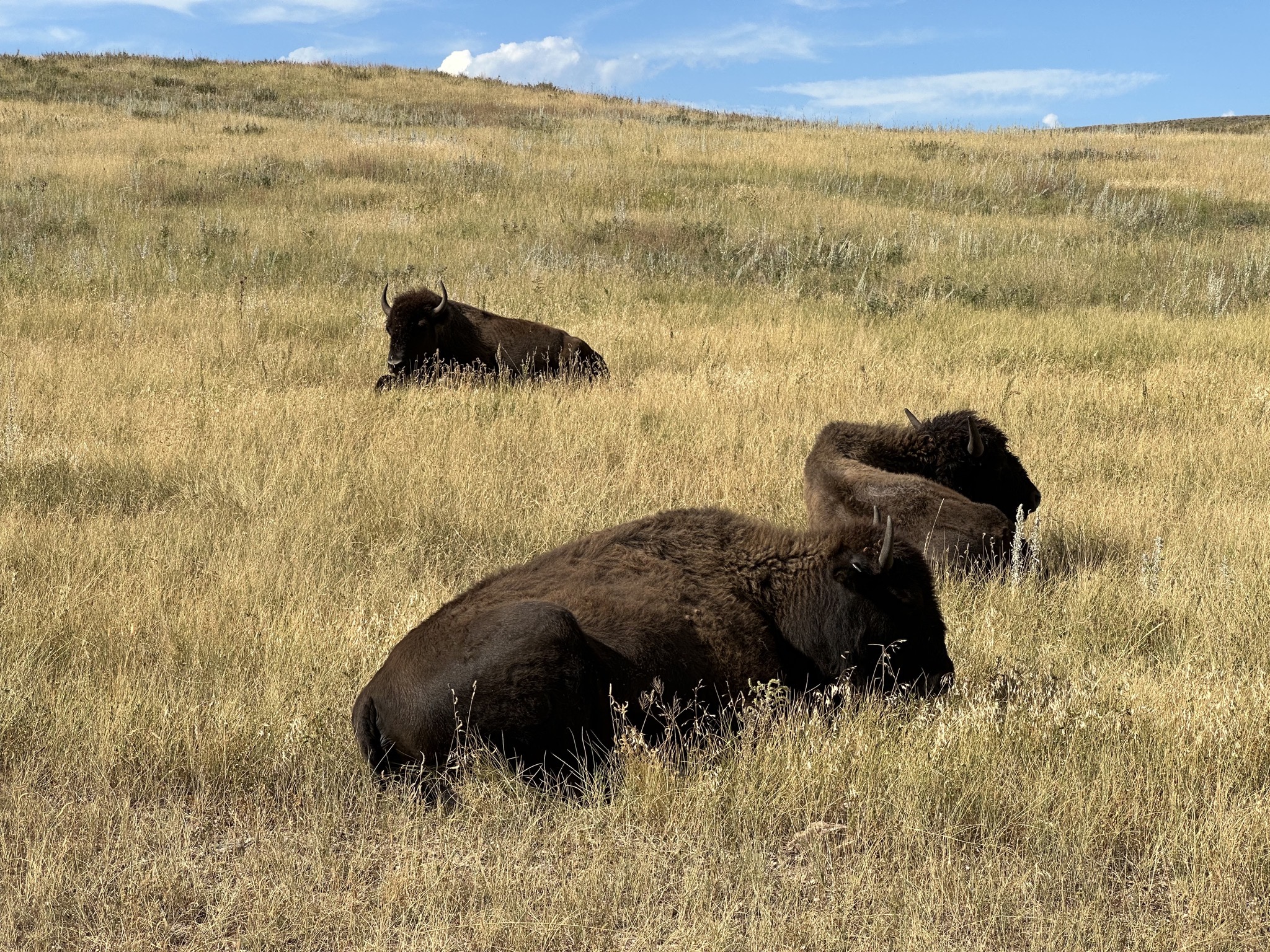 Bison