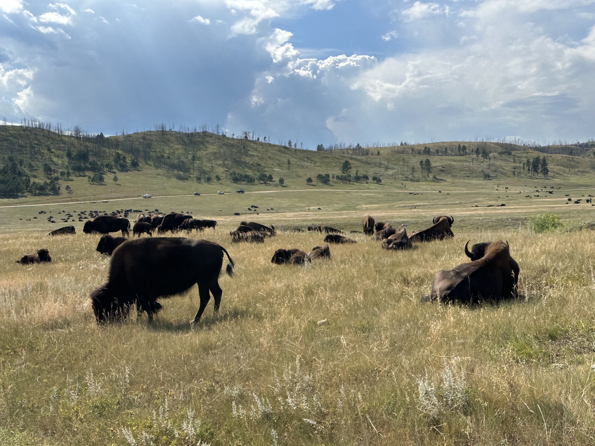 Bison
