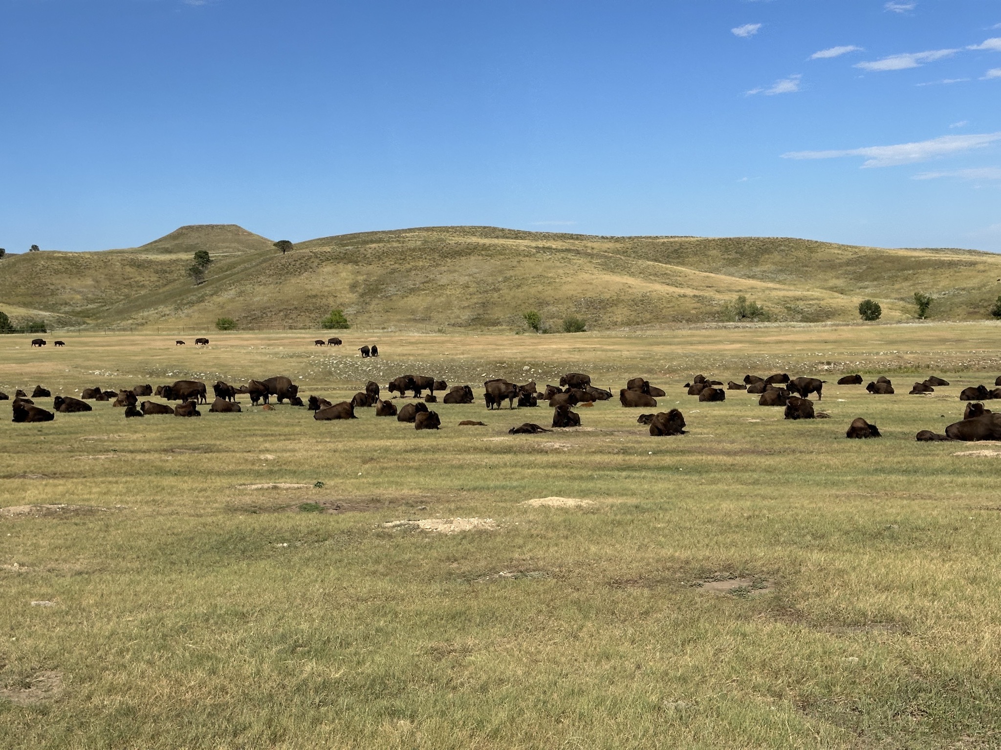 Bison