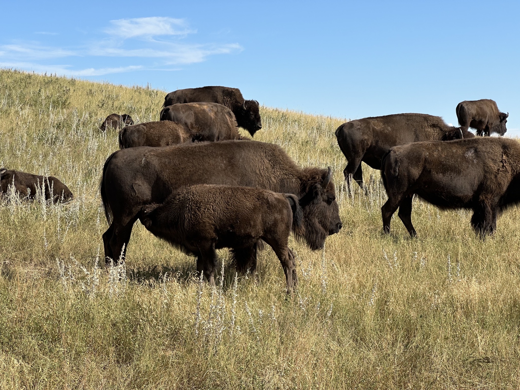 Bison