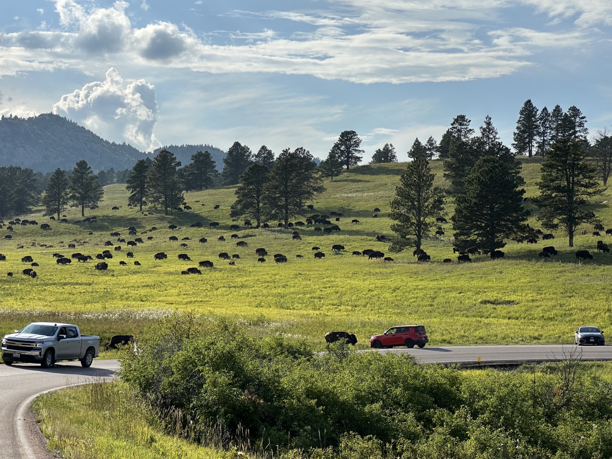 Bison