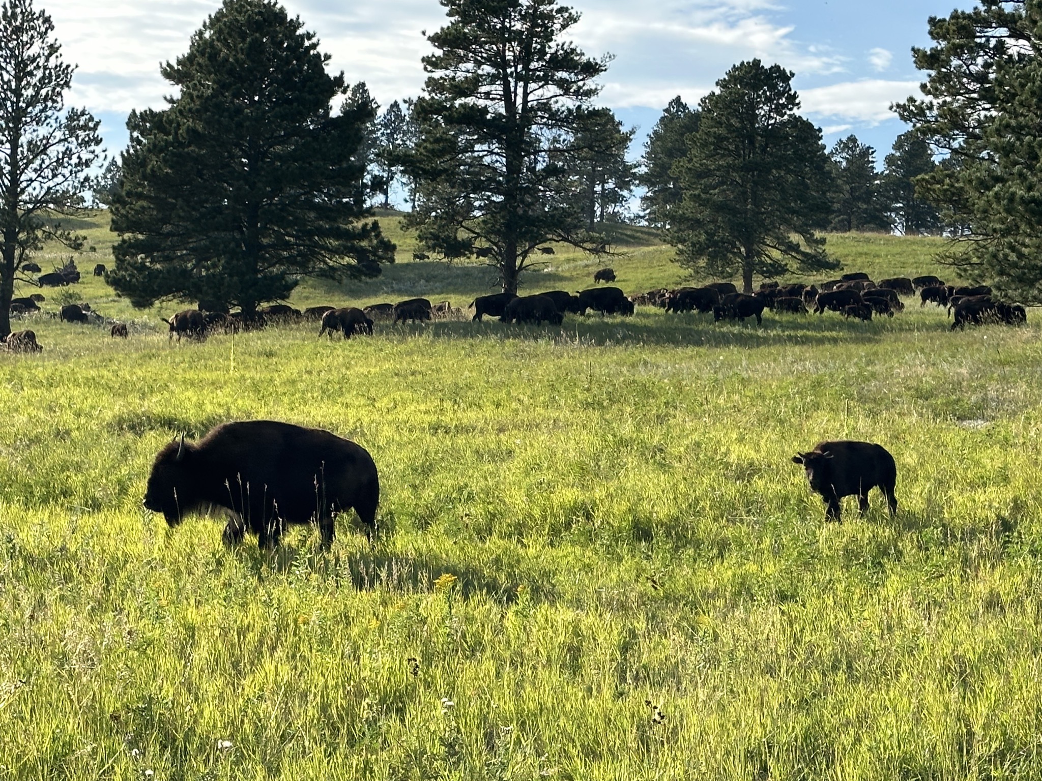 Bison