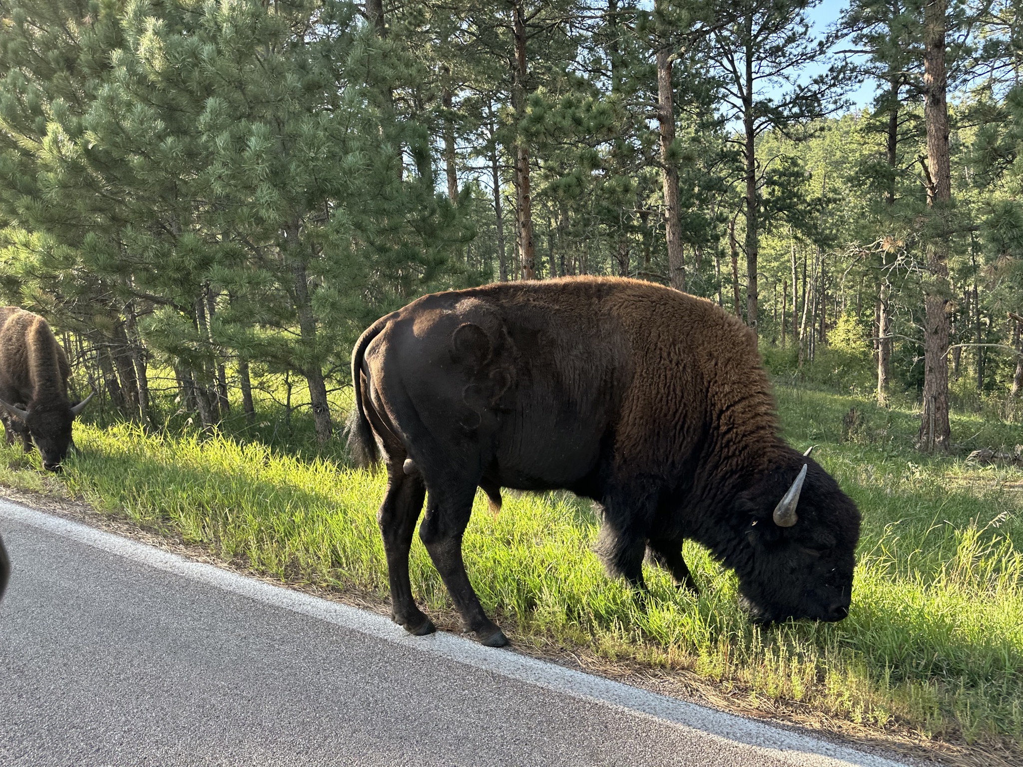 Bison
