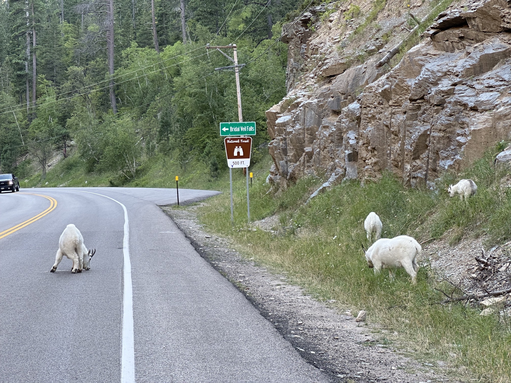 Spearfish Canyon Highway