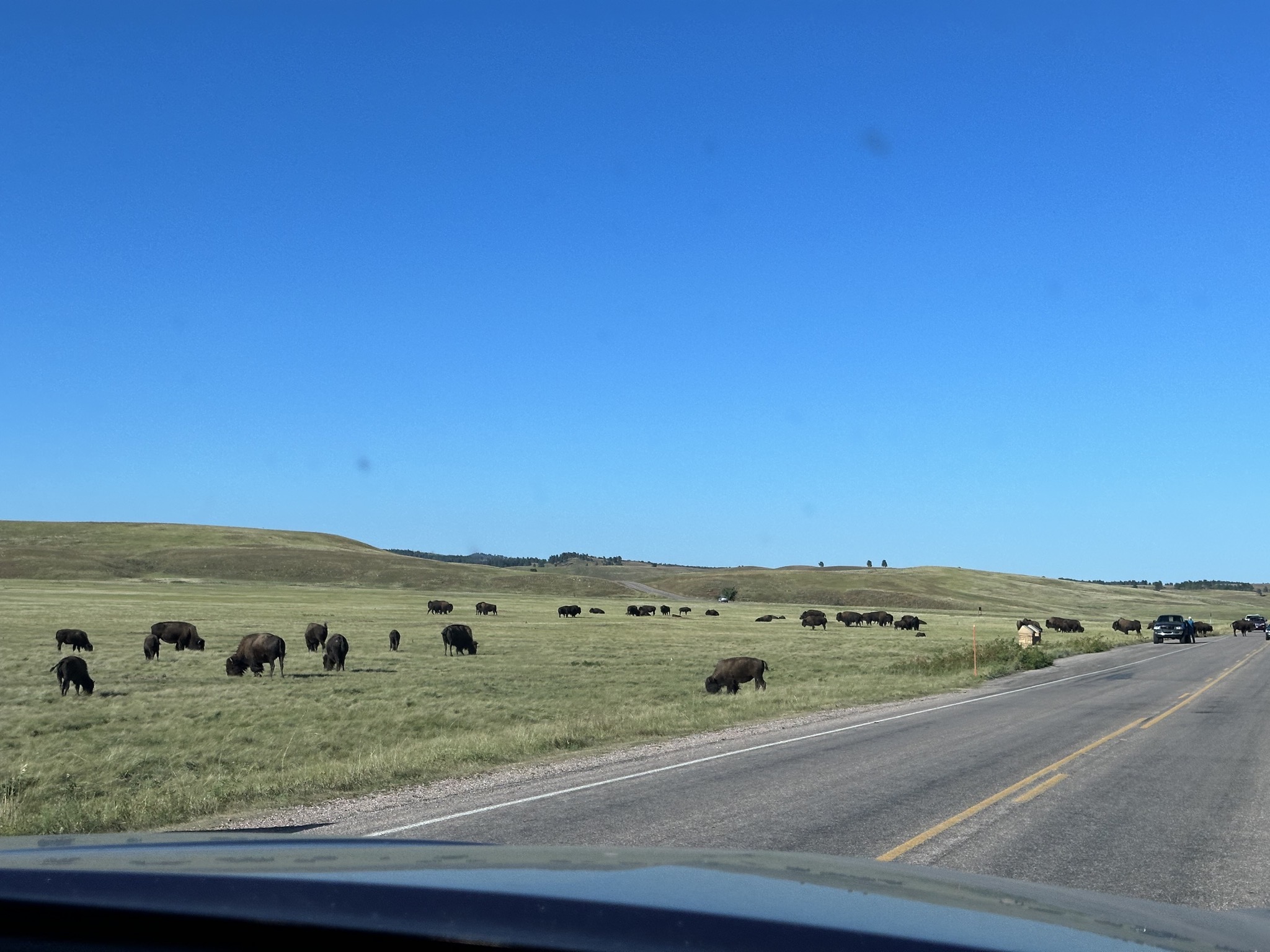 Bison