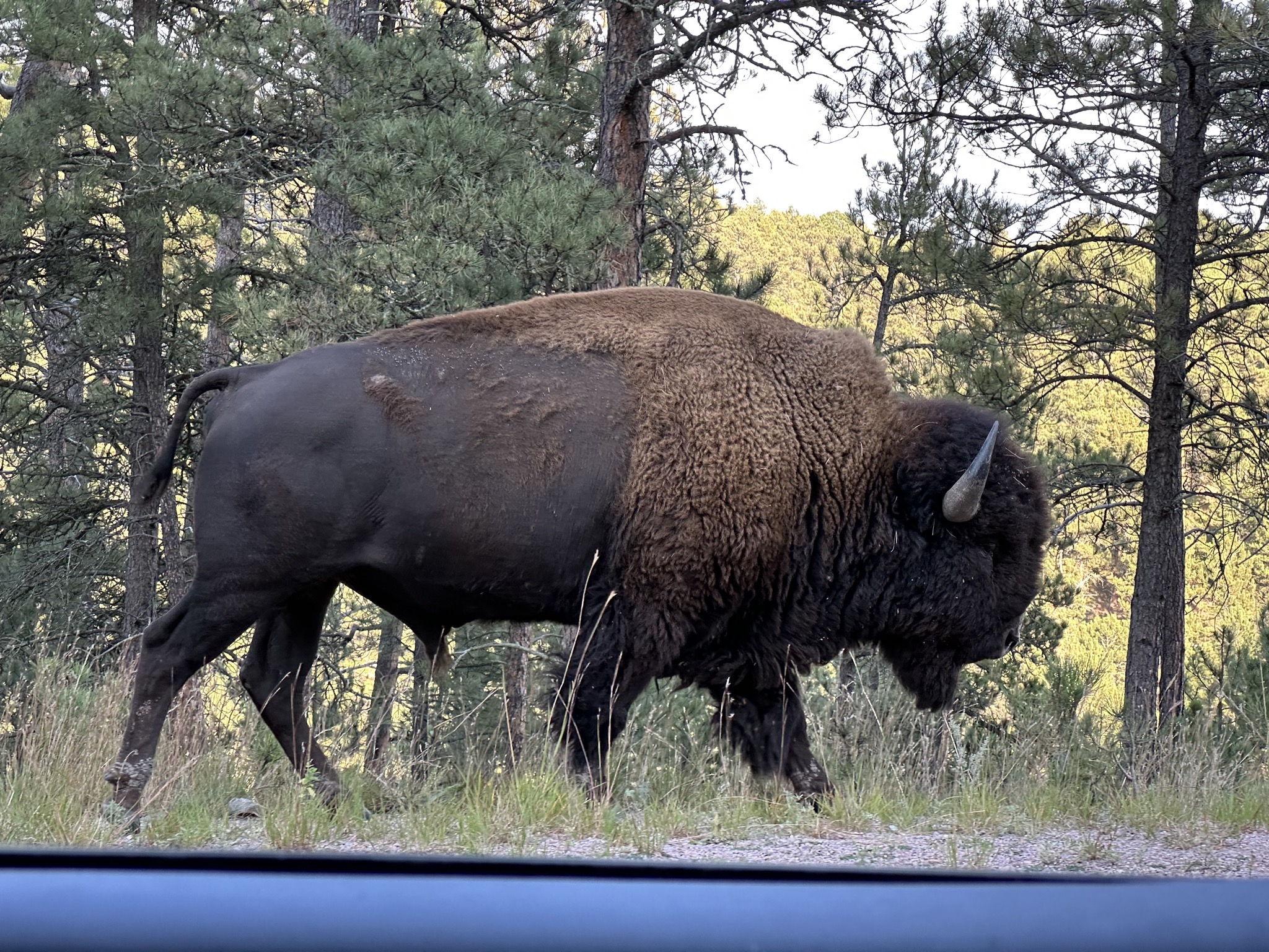 Bison