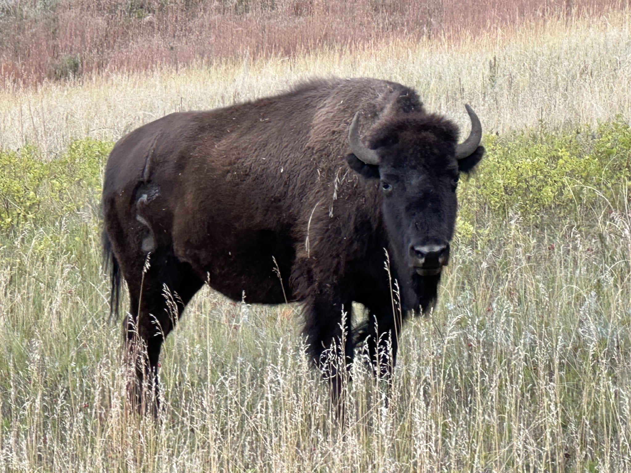 Bison