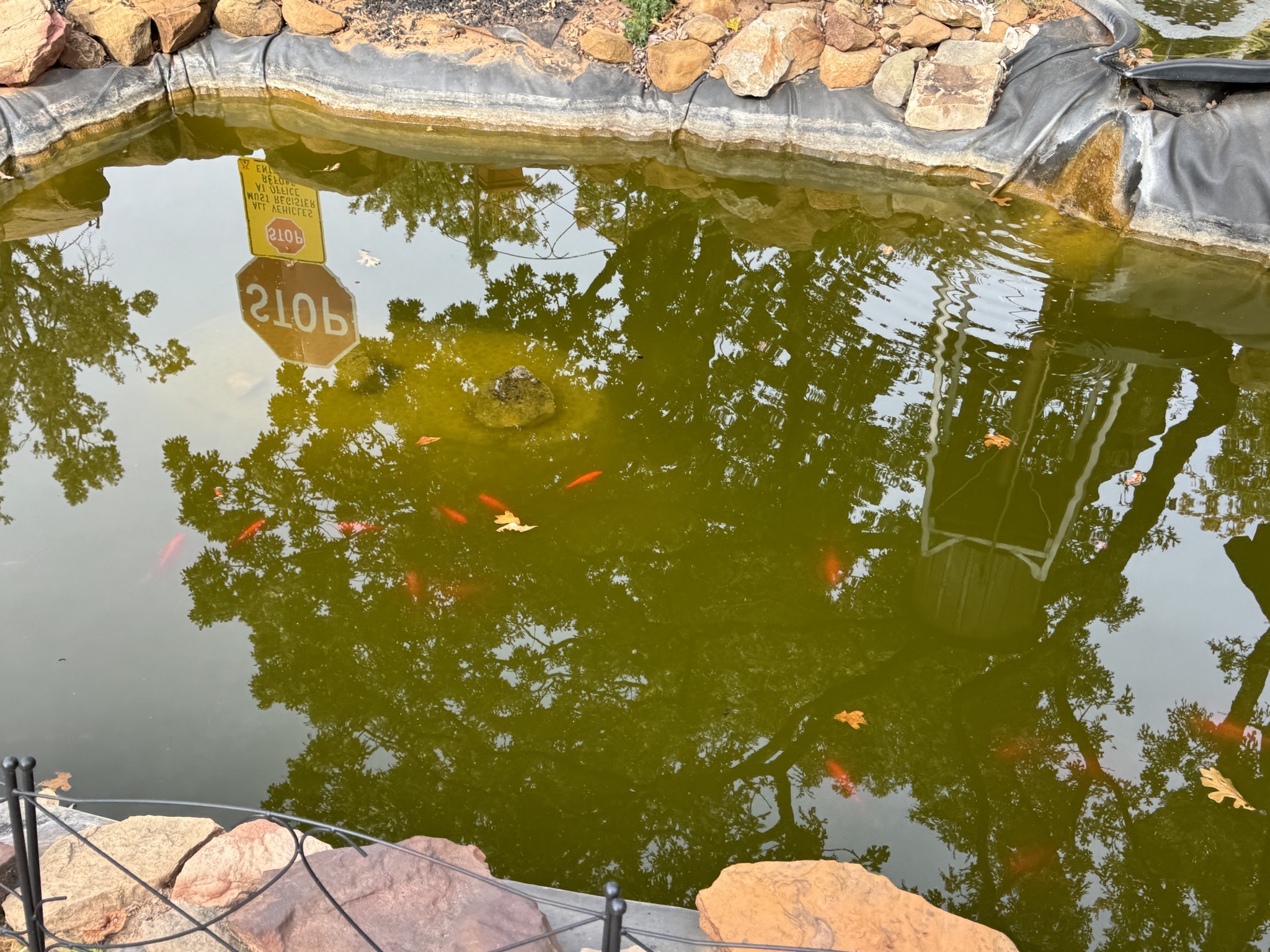 Koi pond