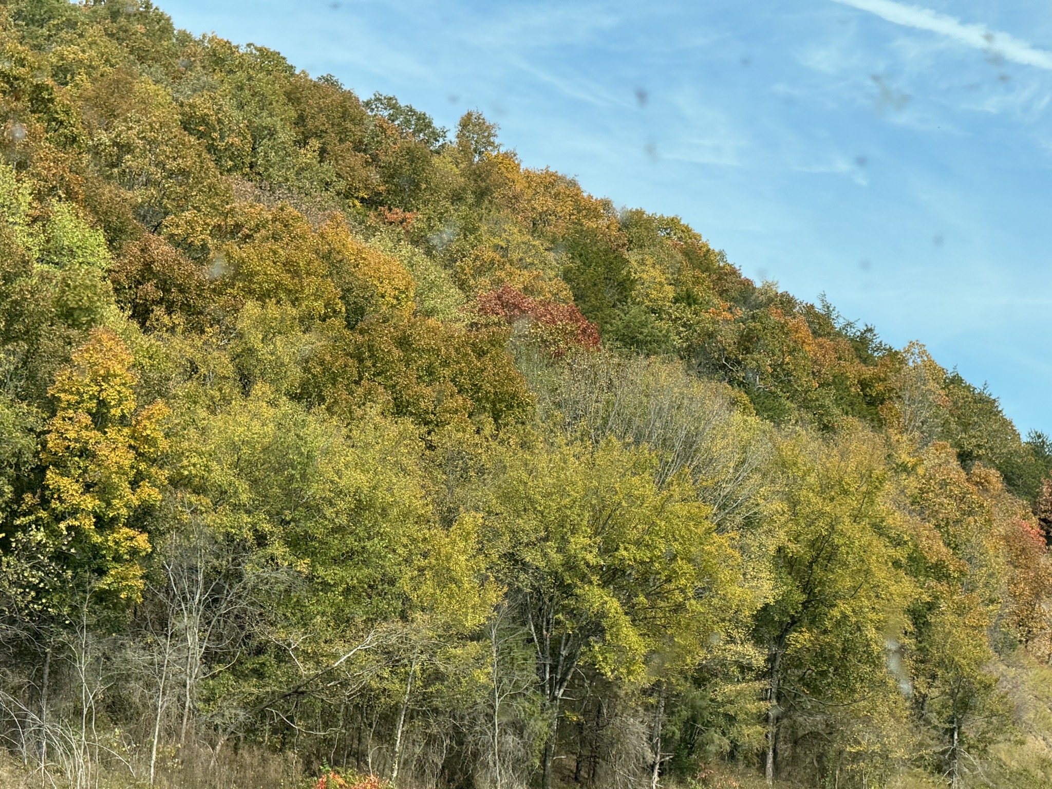 Fall foliage