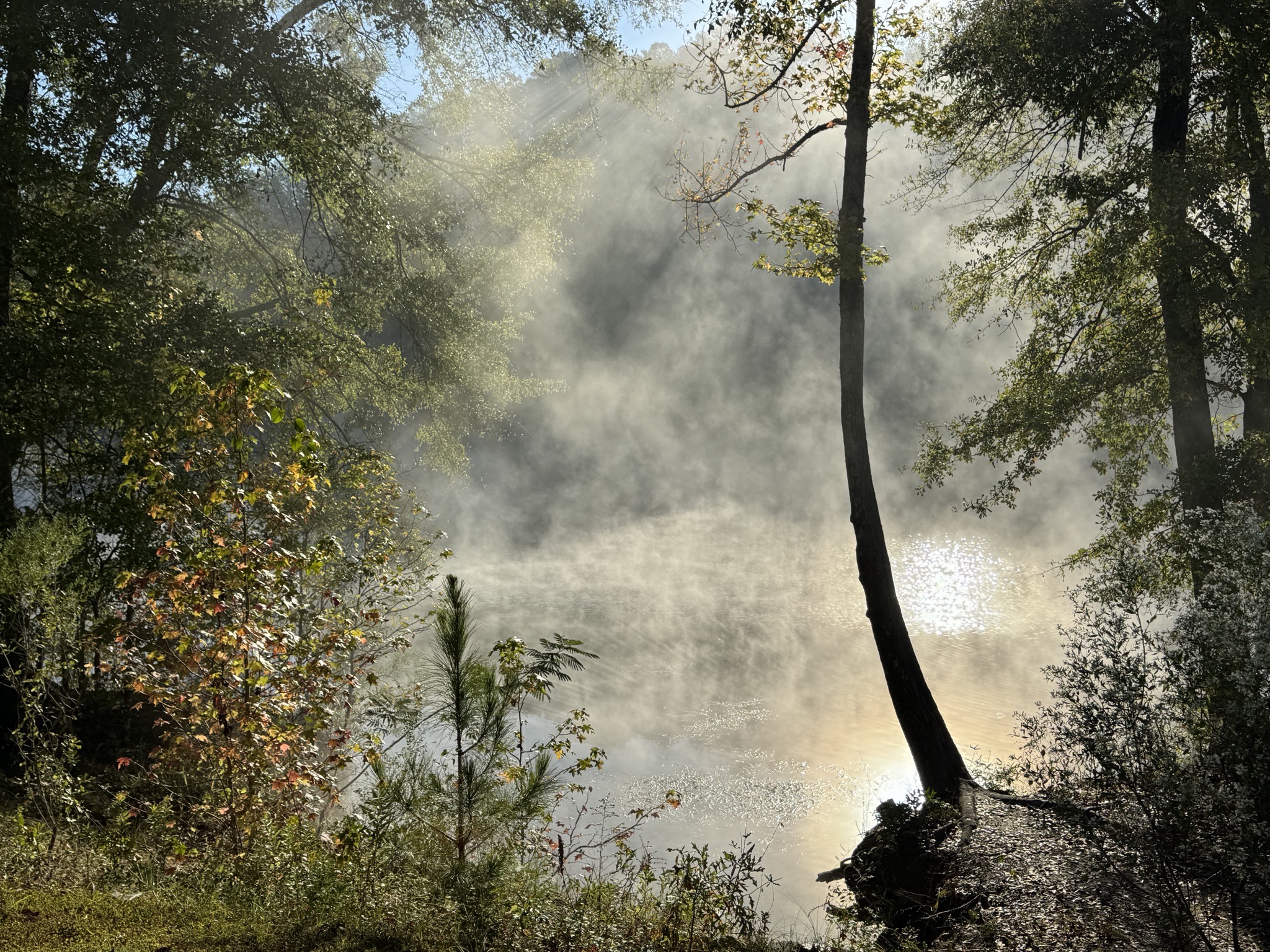 Morning mist