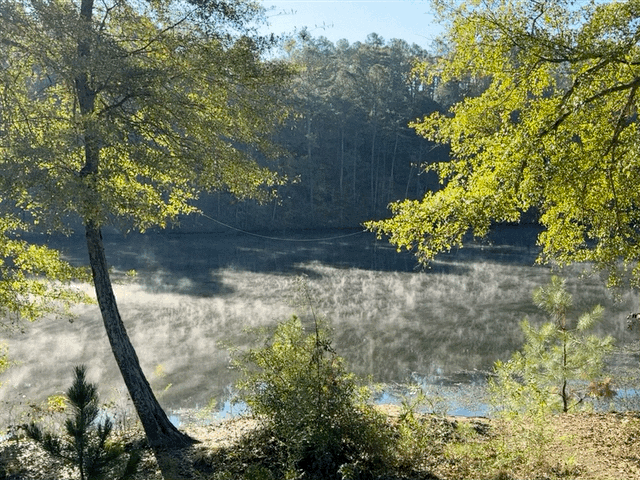 Morning mist