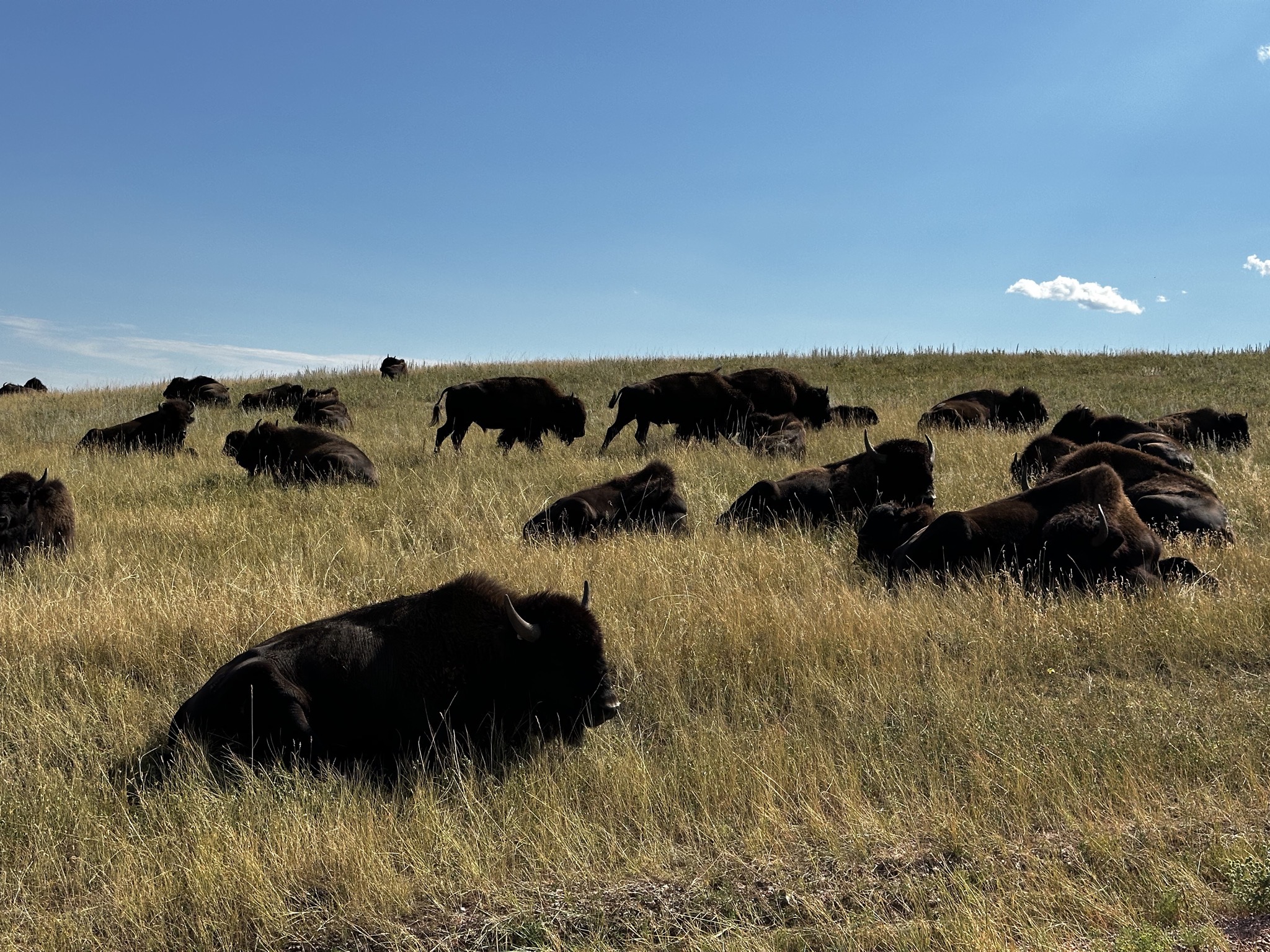 Bison