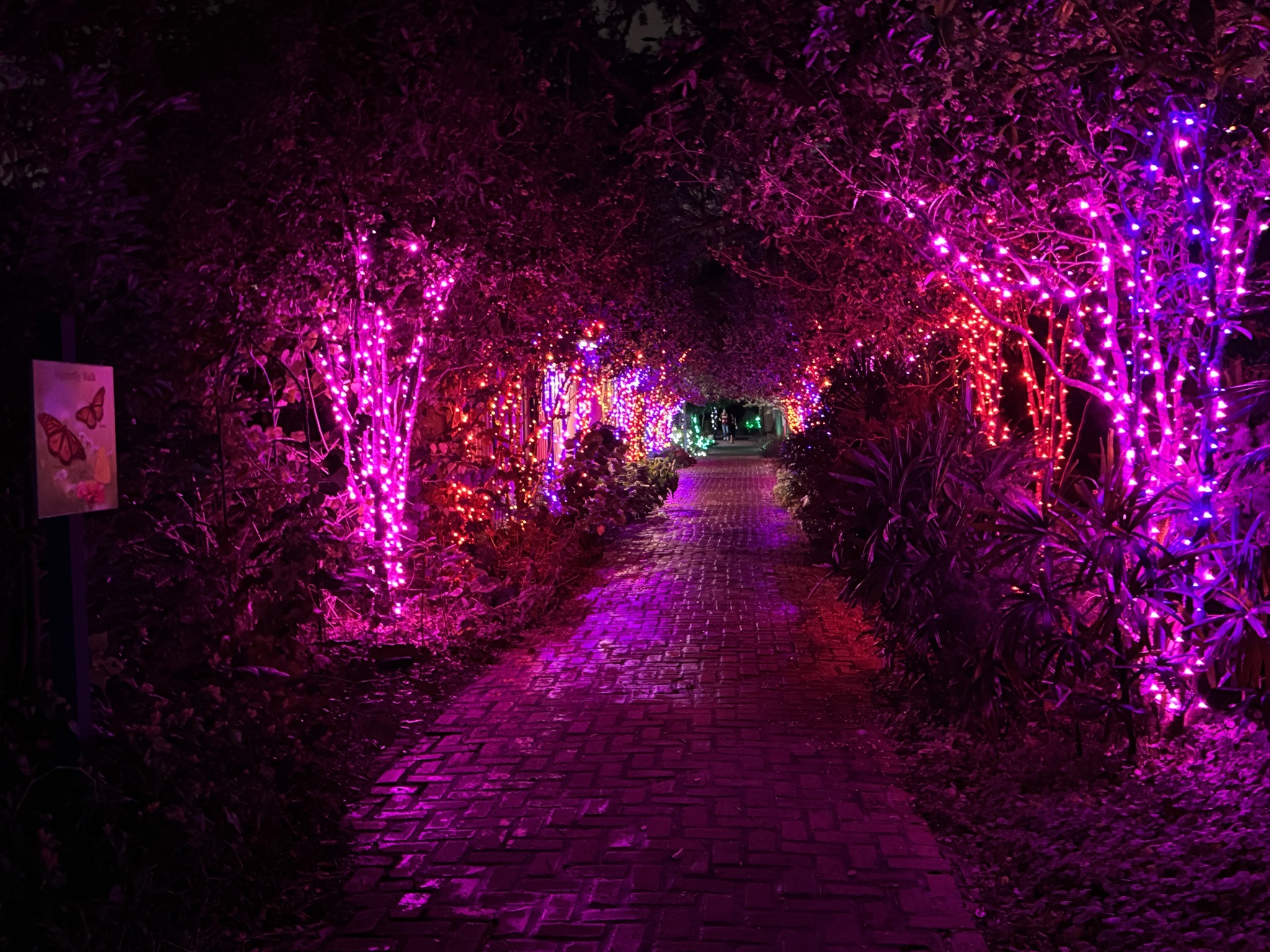 Holiday lights