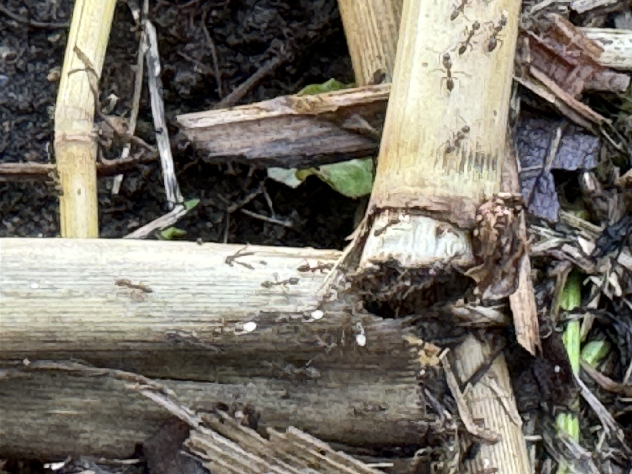 Ants