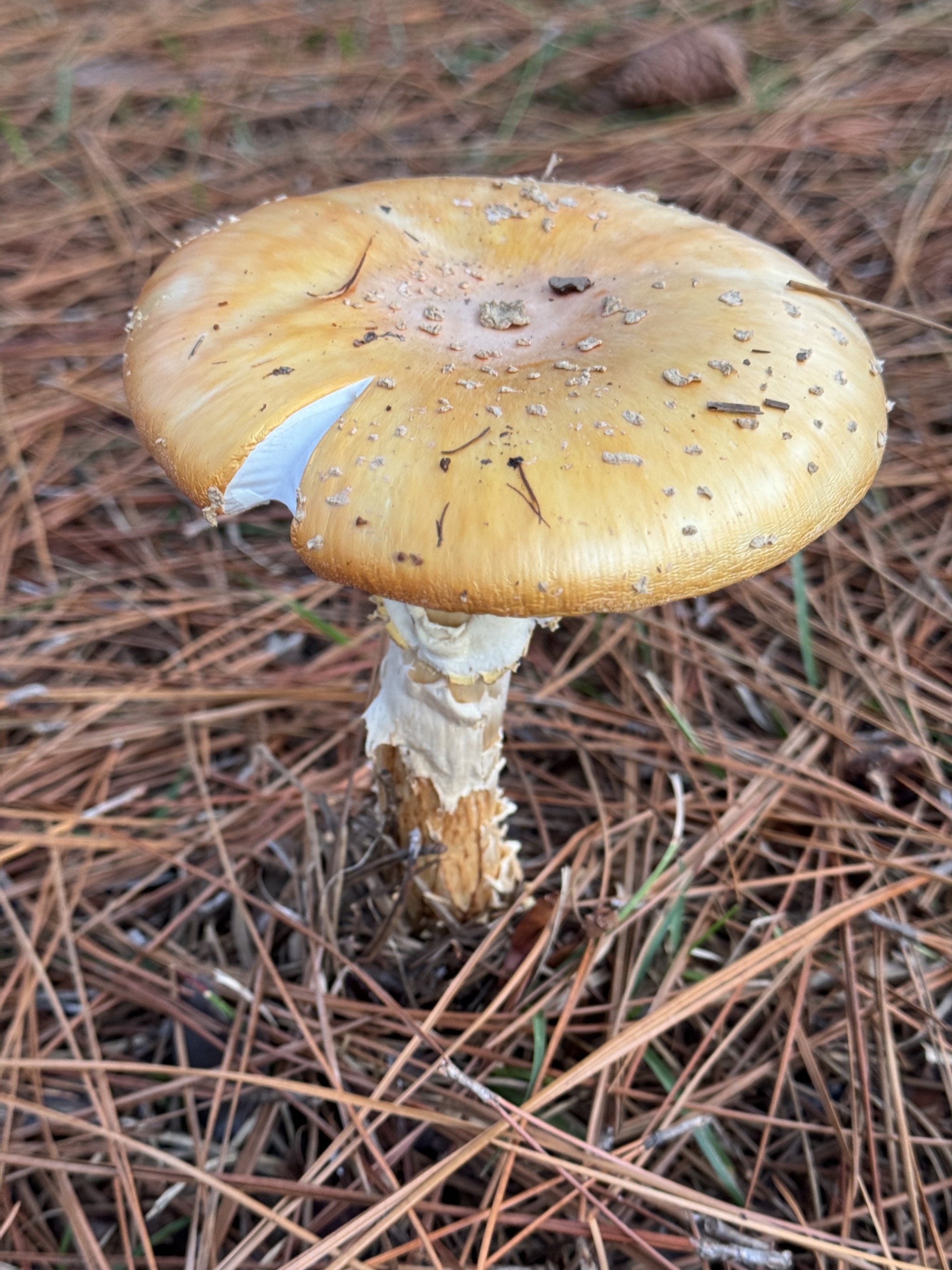 Fungus