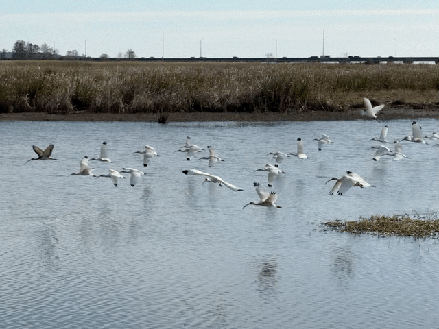 Birds
