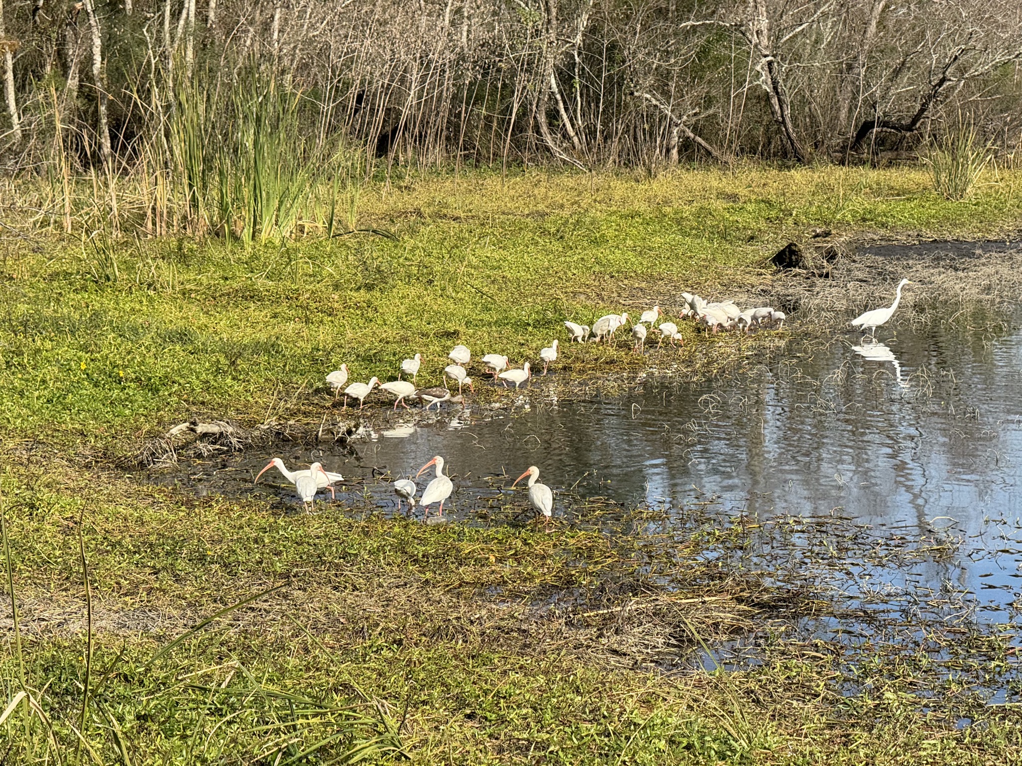 Birds